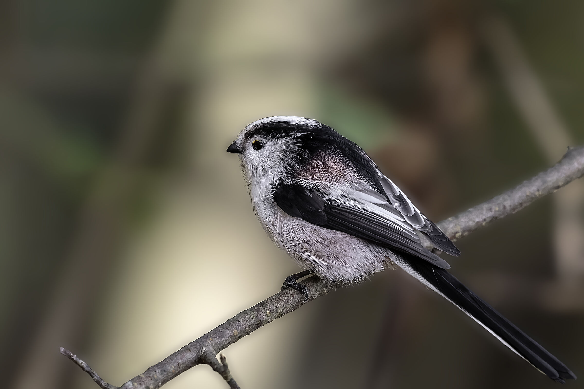 Bushtit dalla coda lunga (Aegithalos caudatus)