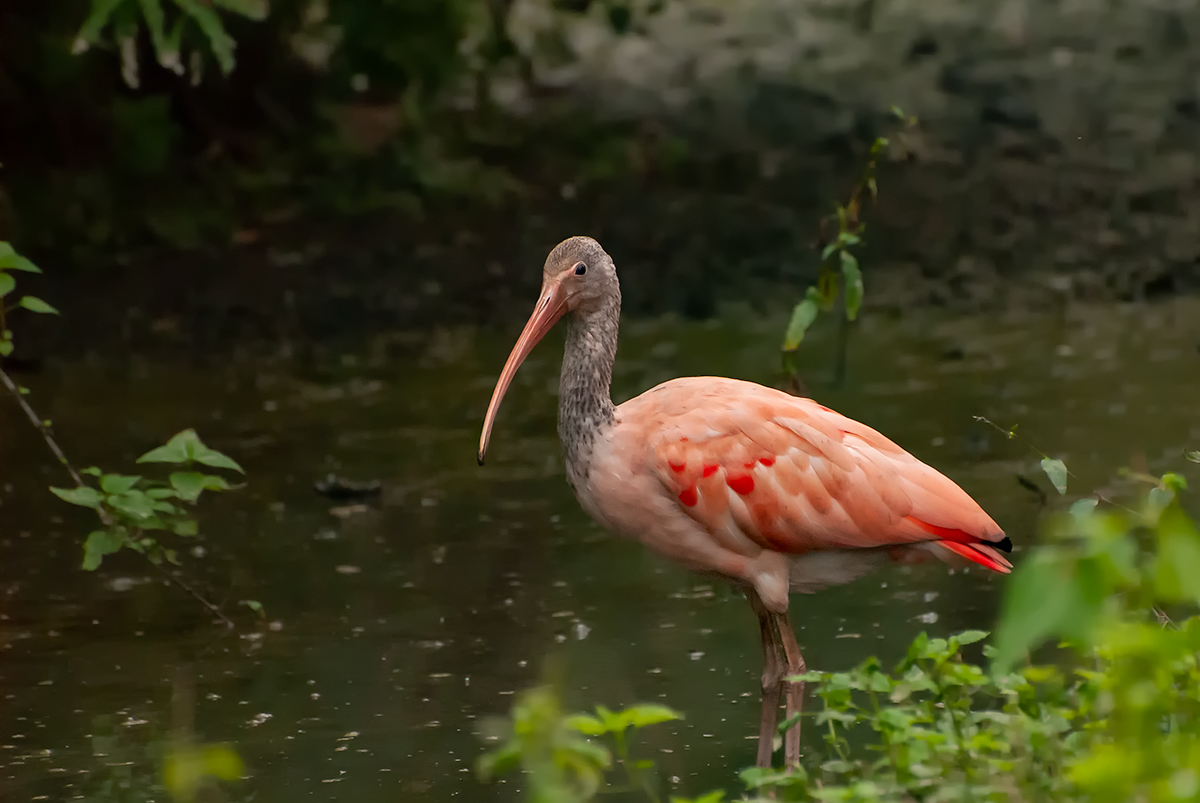 Scarlet Ibis