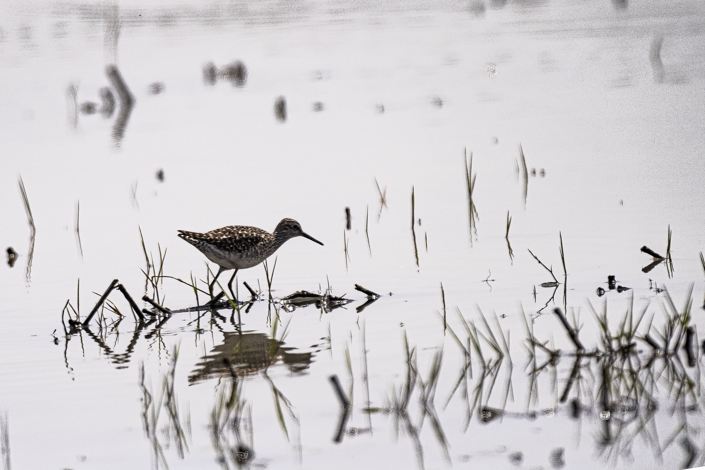 Piro piro boschereccio