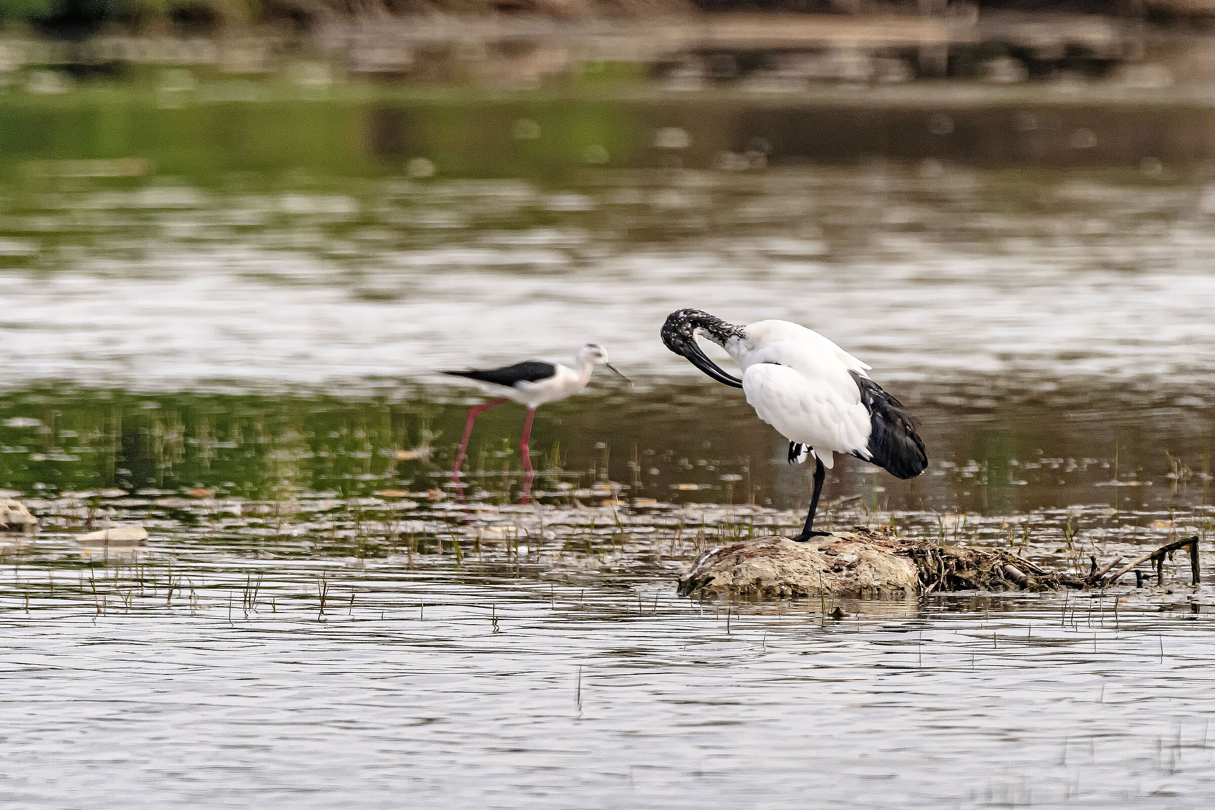 Ibis Sacro e Cavaliere d'Italia