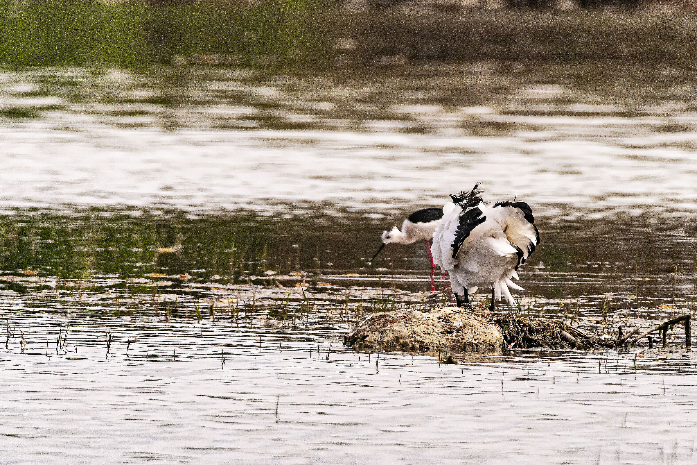 La scrollatina dell'Ibis Sacro