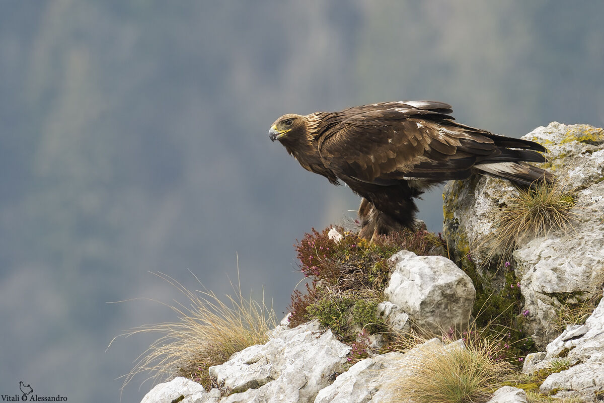 golden eagle