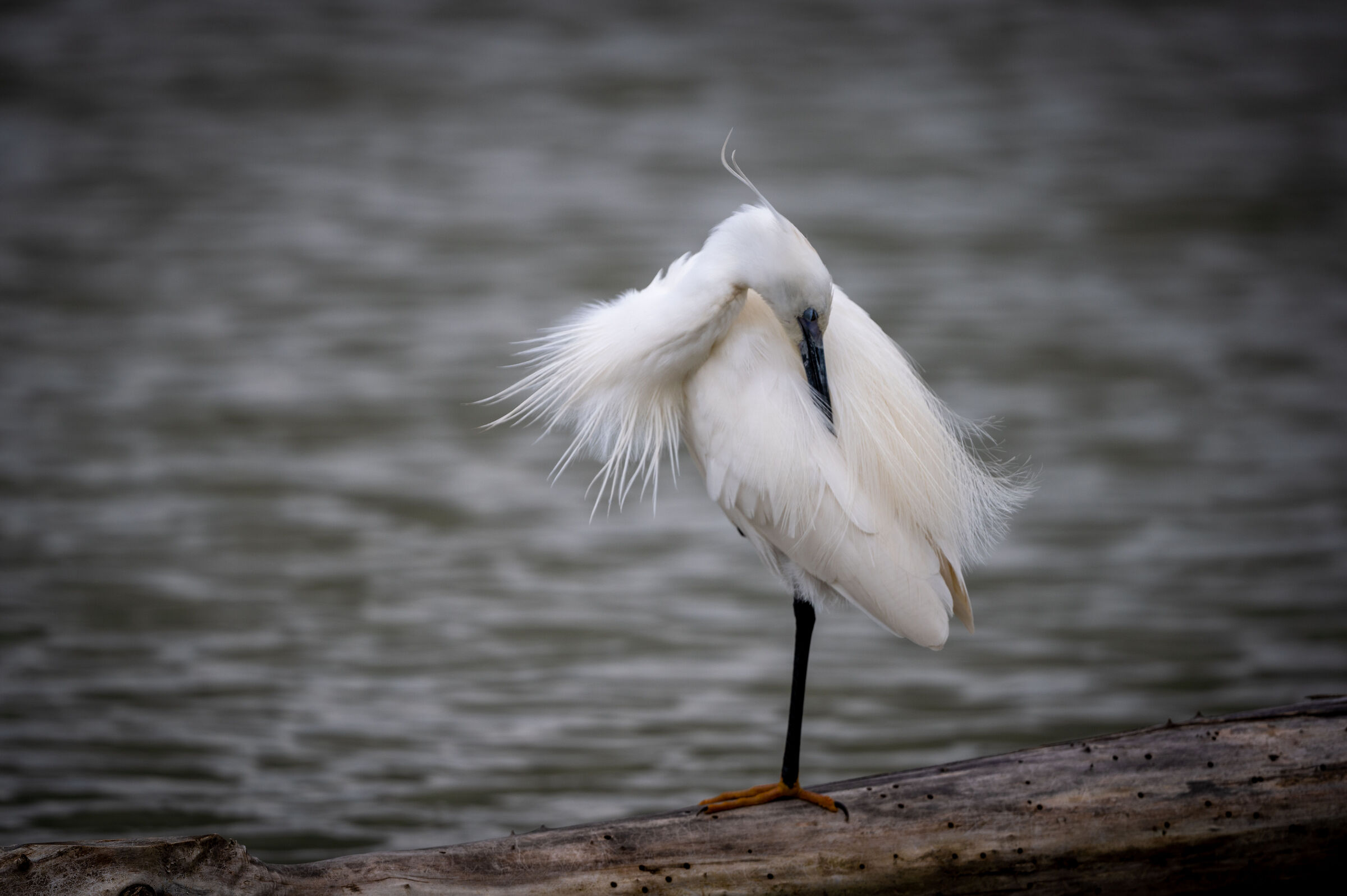 egret