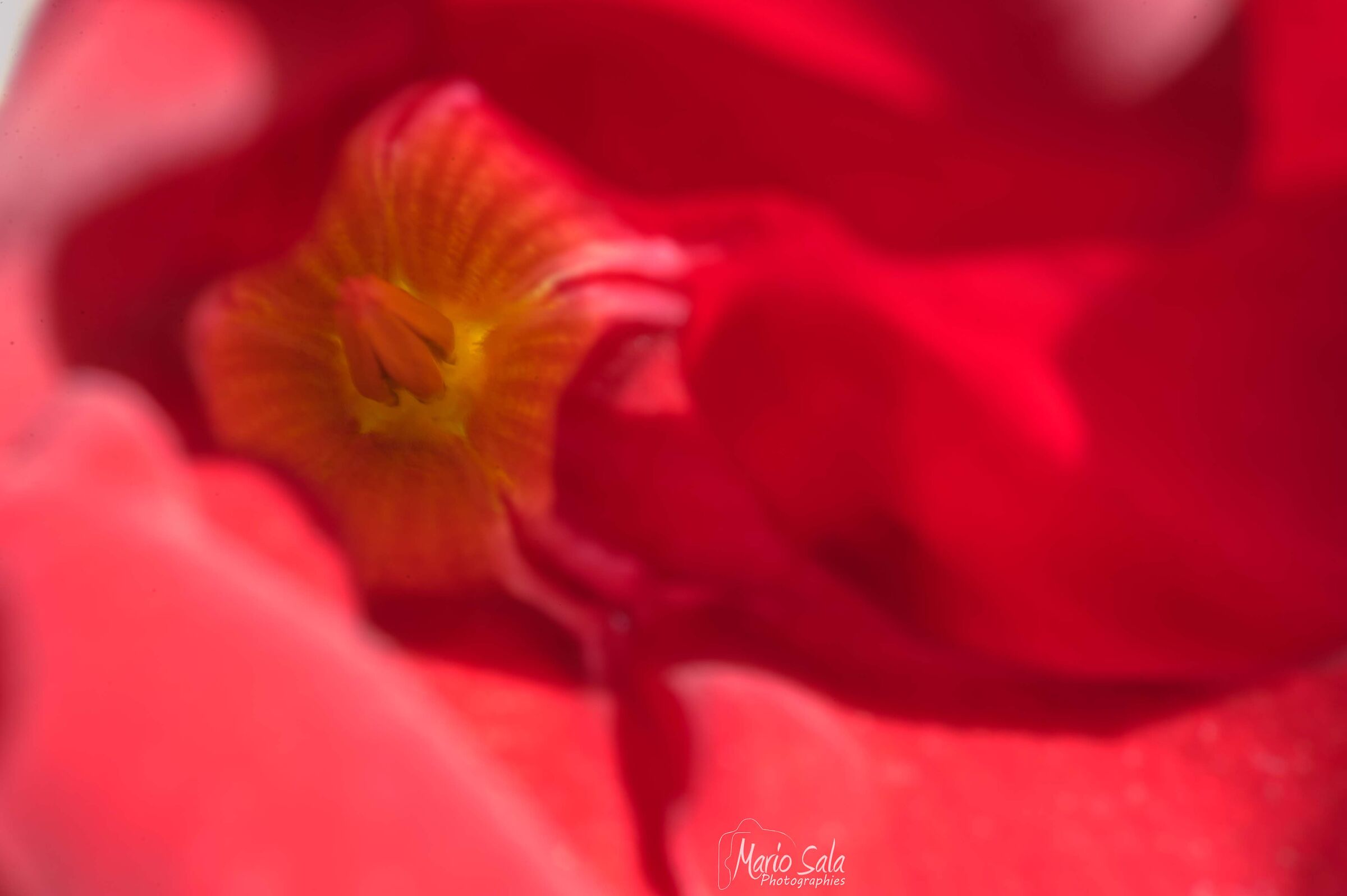 Dipladenia sanderi - Wikipedia