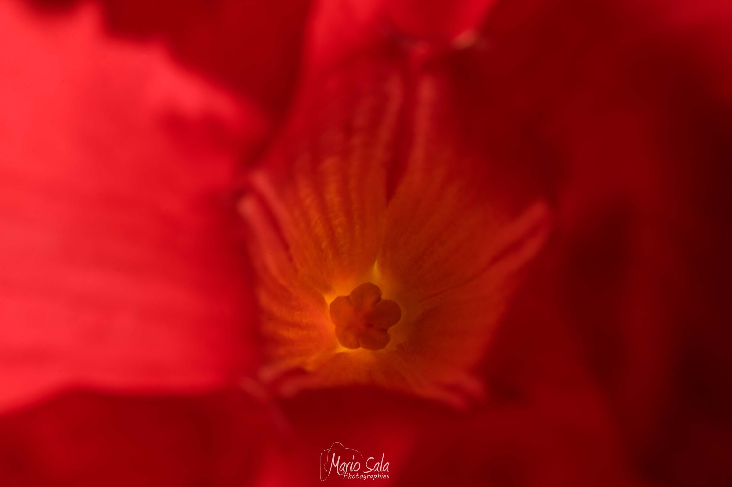 Dipladenia sanderi - Wikipedia