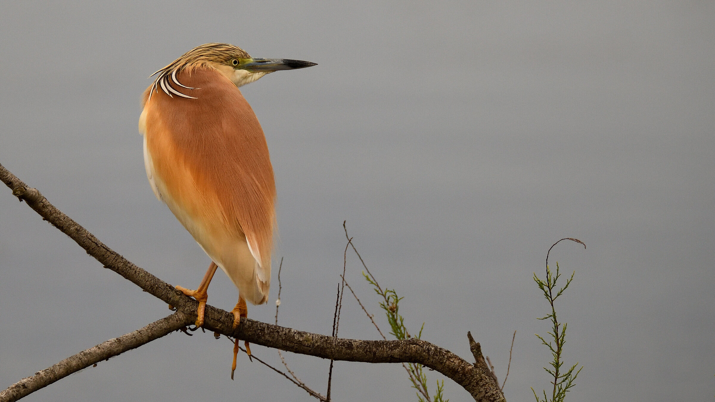 squacco heron