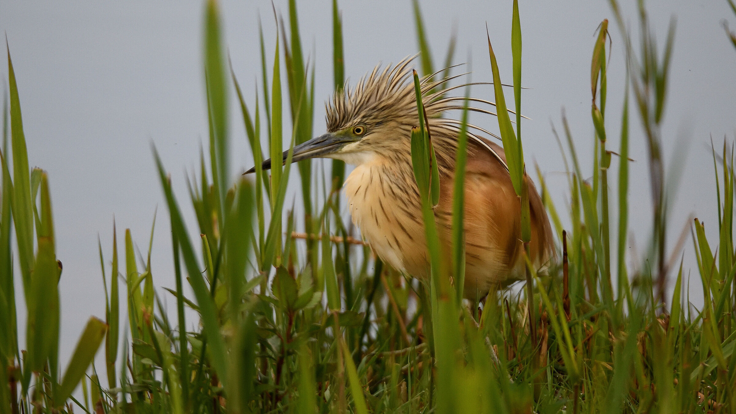 squacco heron