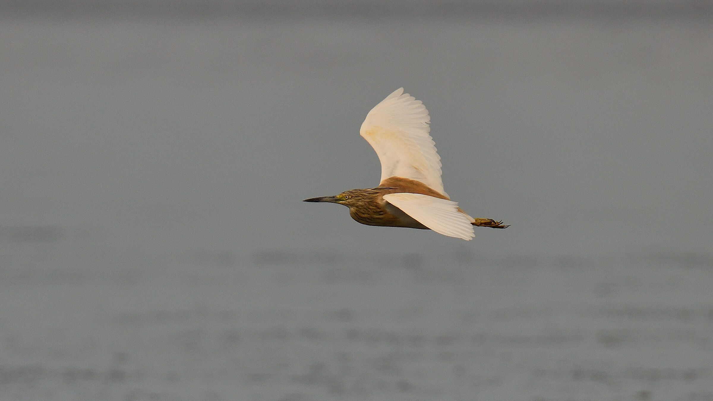 squacco heron