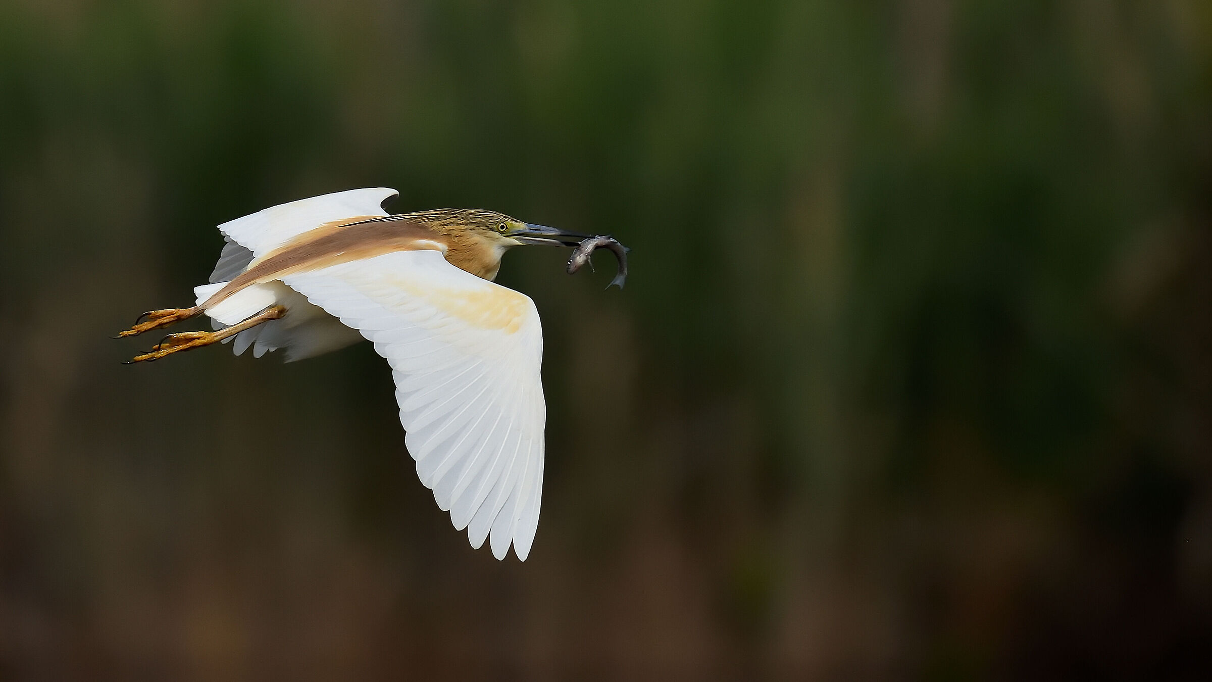 squacco heron