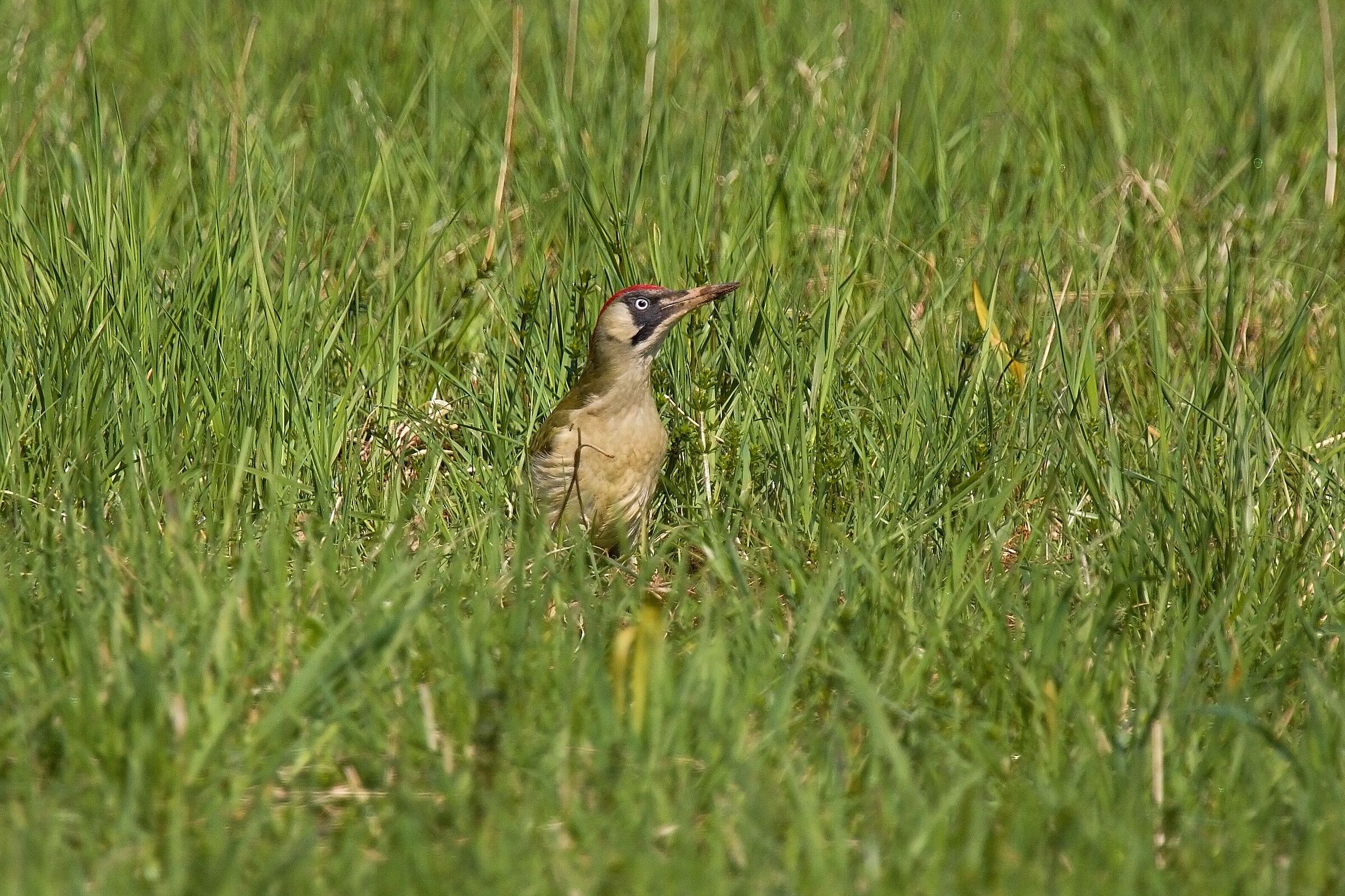 Picus viridis