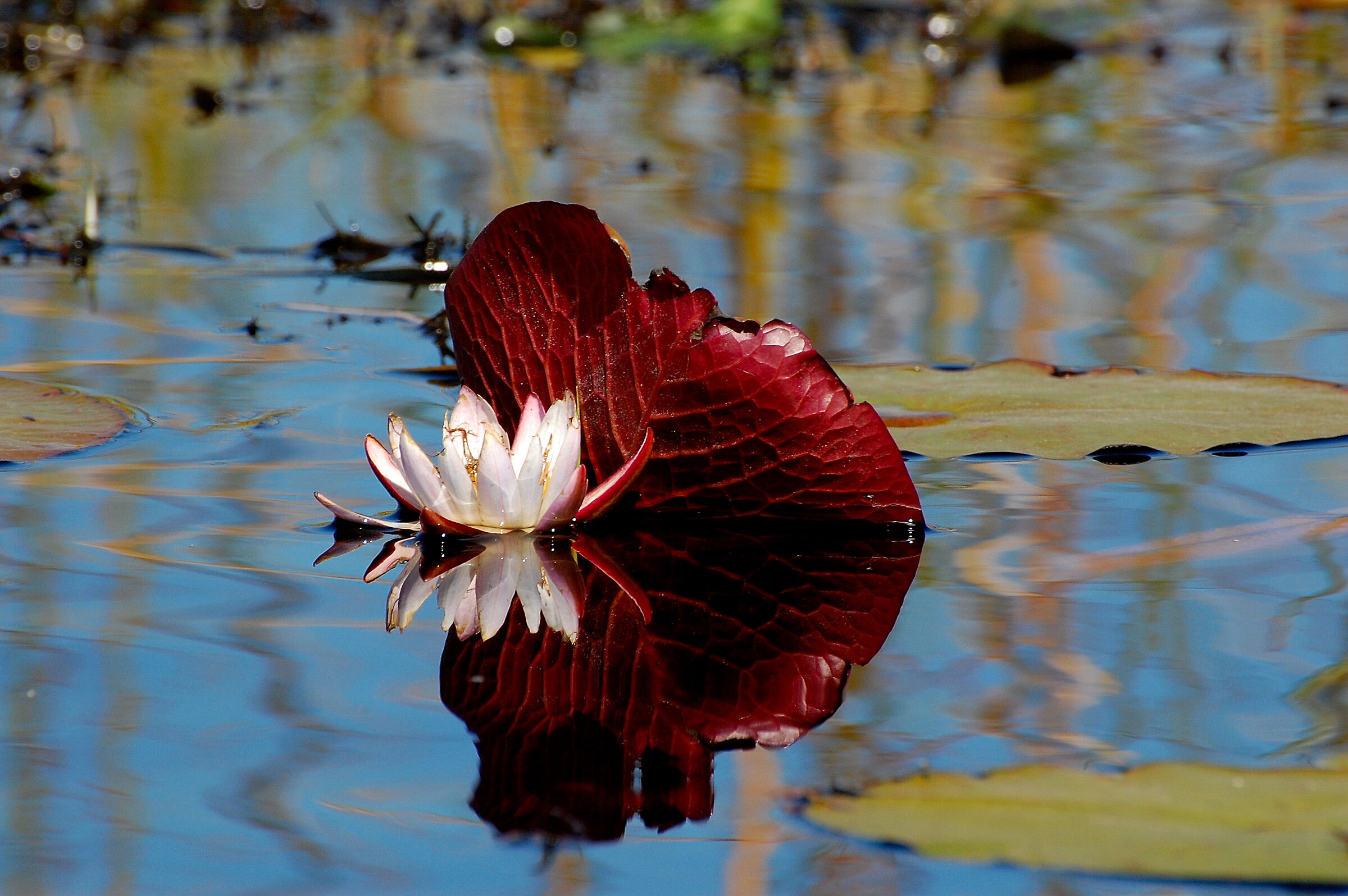 Botswana: the gems of okavango