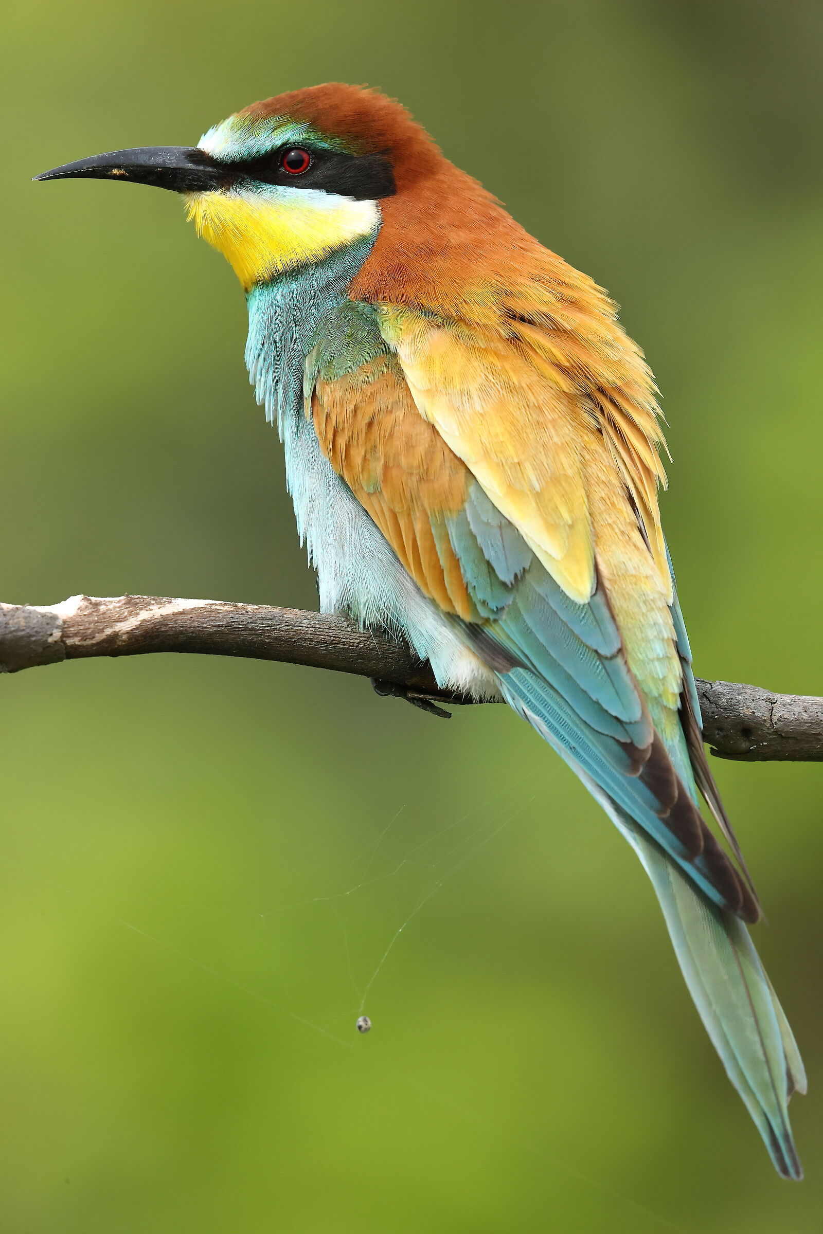 bee-eater