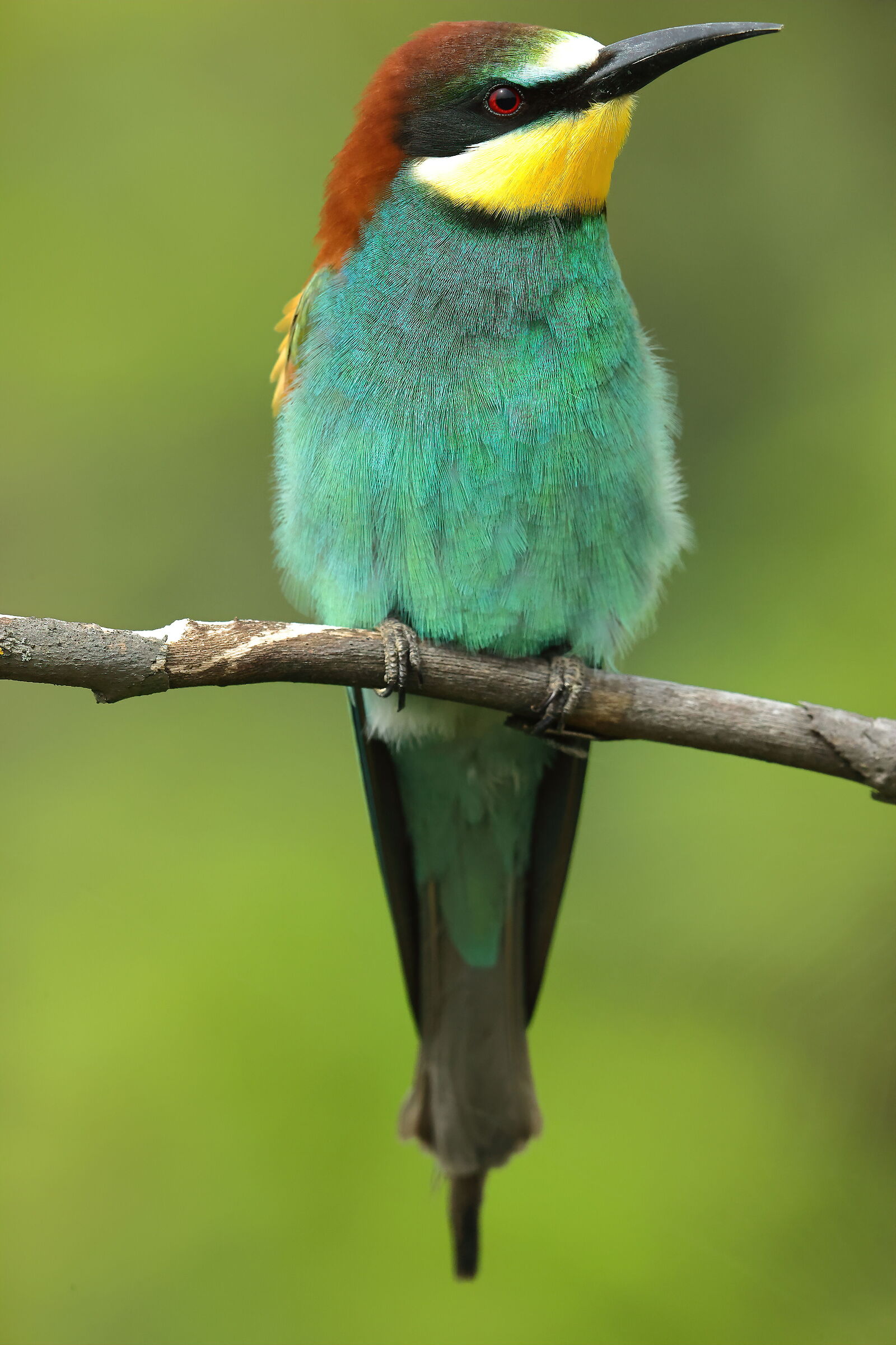 bee-eater