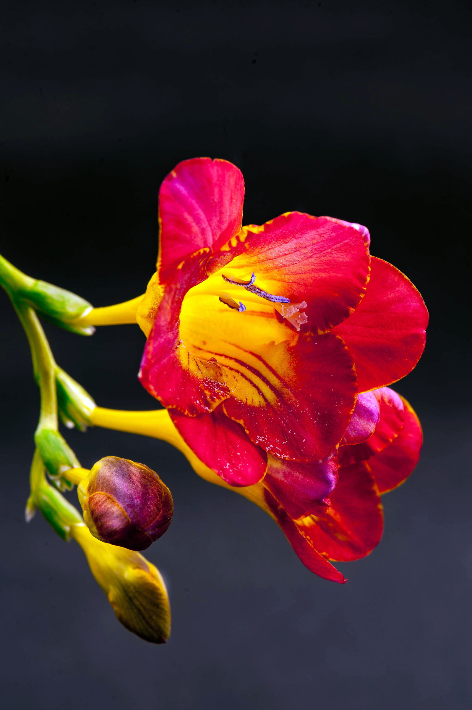 Fresia in controluce