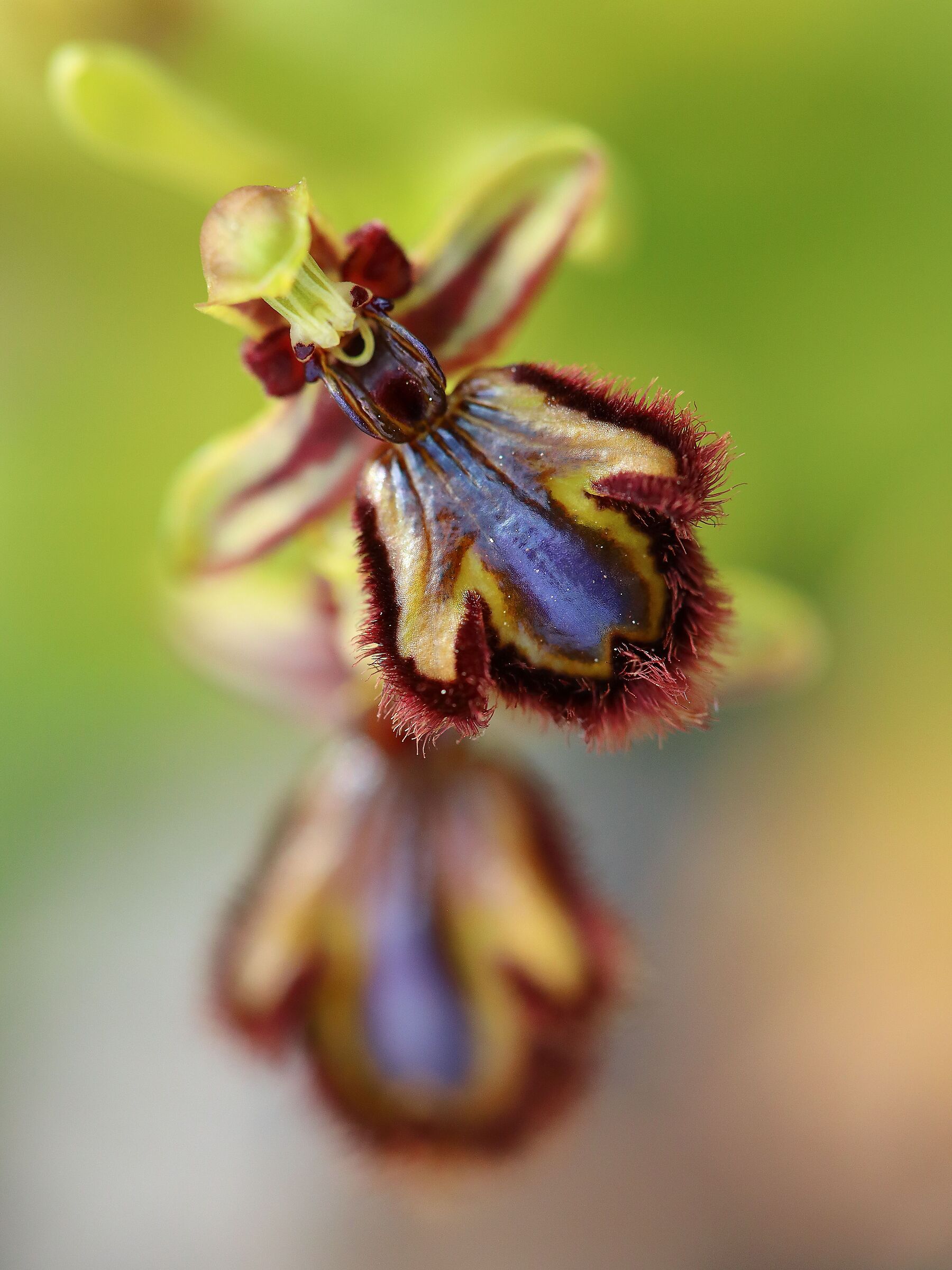 Speculum's ophrys