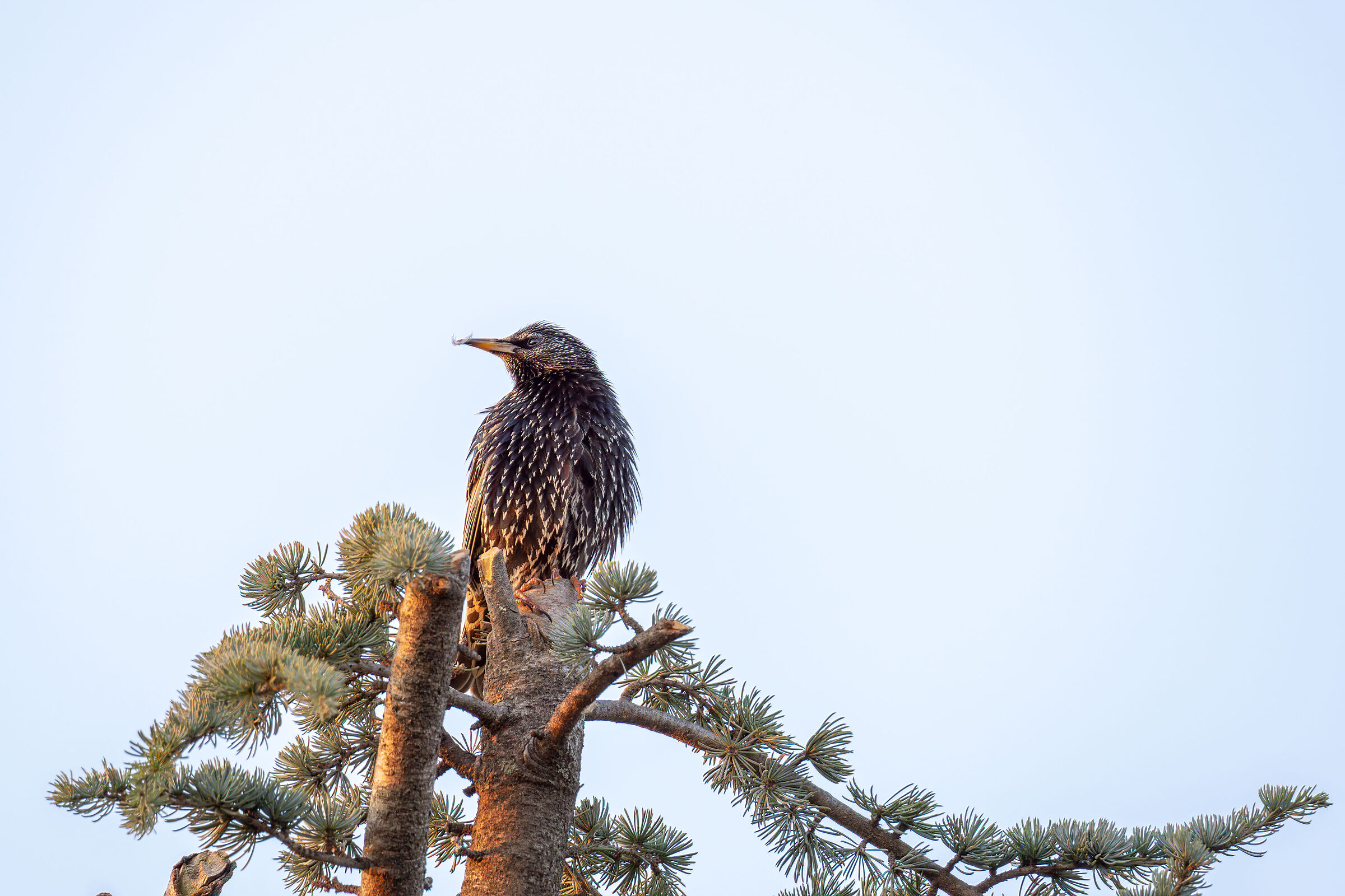 Storno baffuto al tramonto