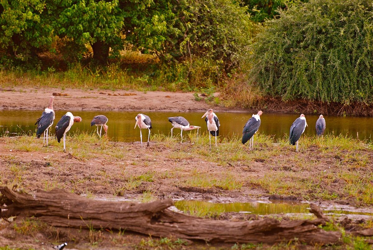 Marabù africano -Marabou Stork / Leptoptilos crumenif...