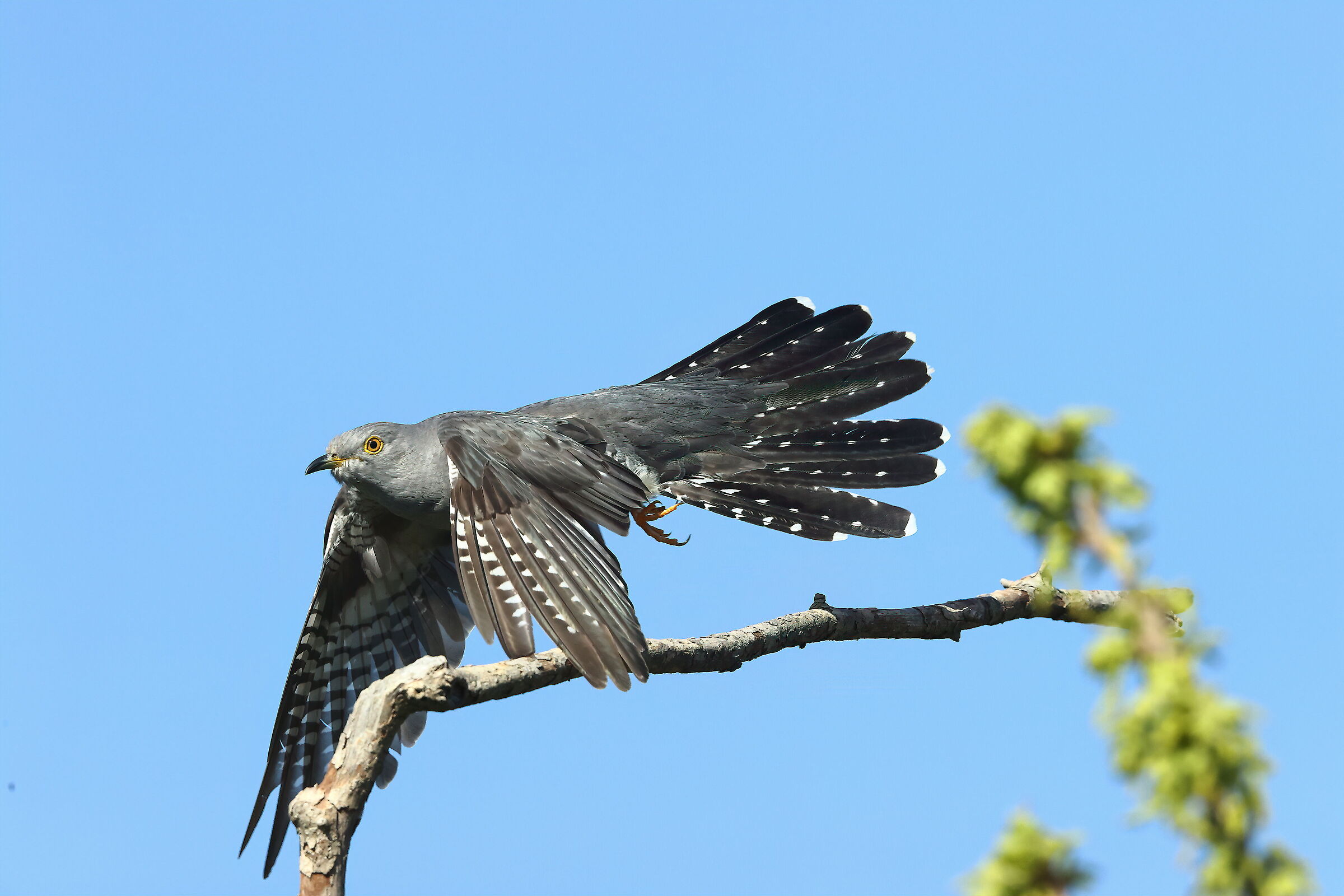 cuckoo