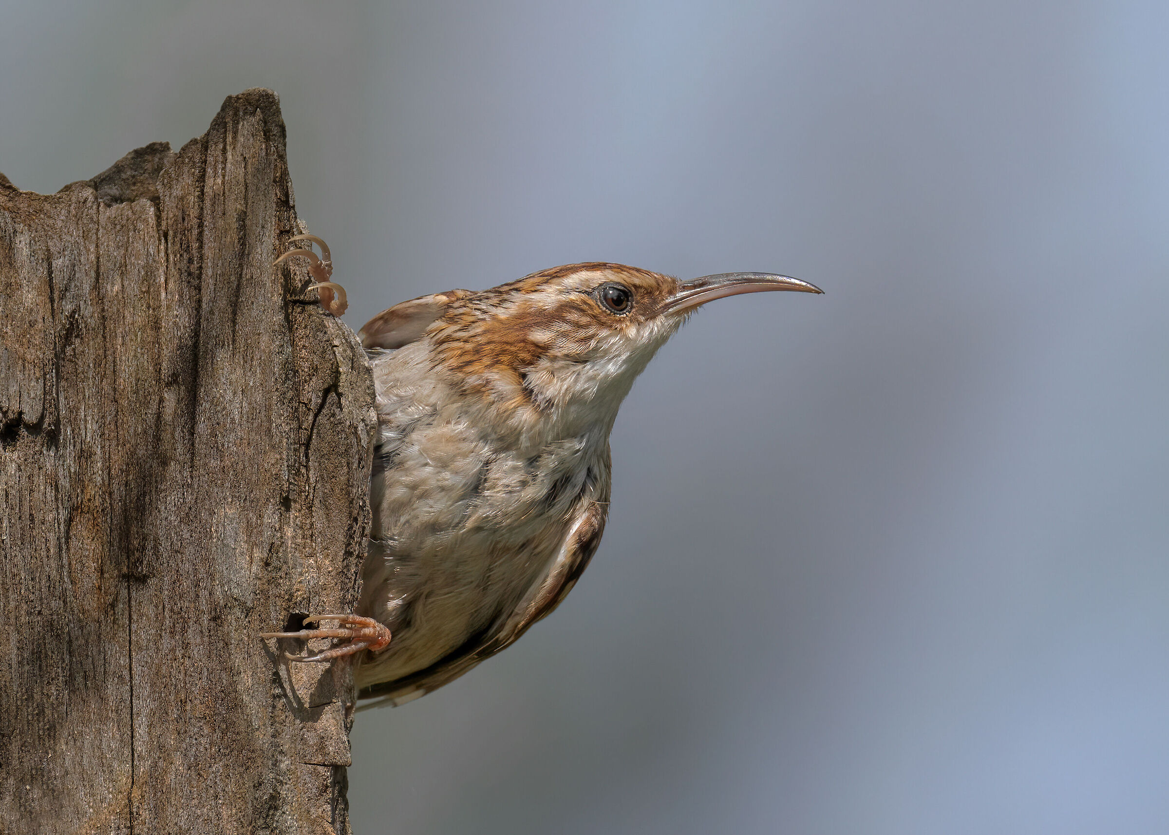 Rampichino il diavoletto del bosco