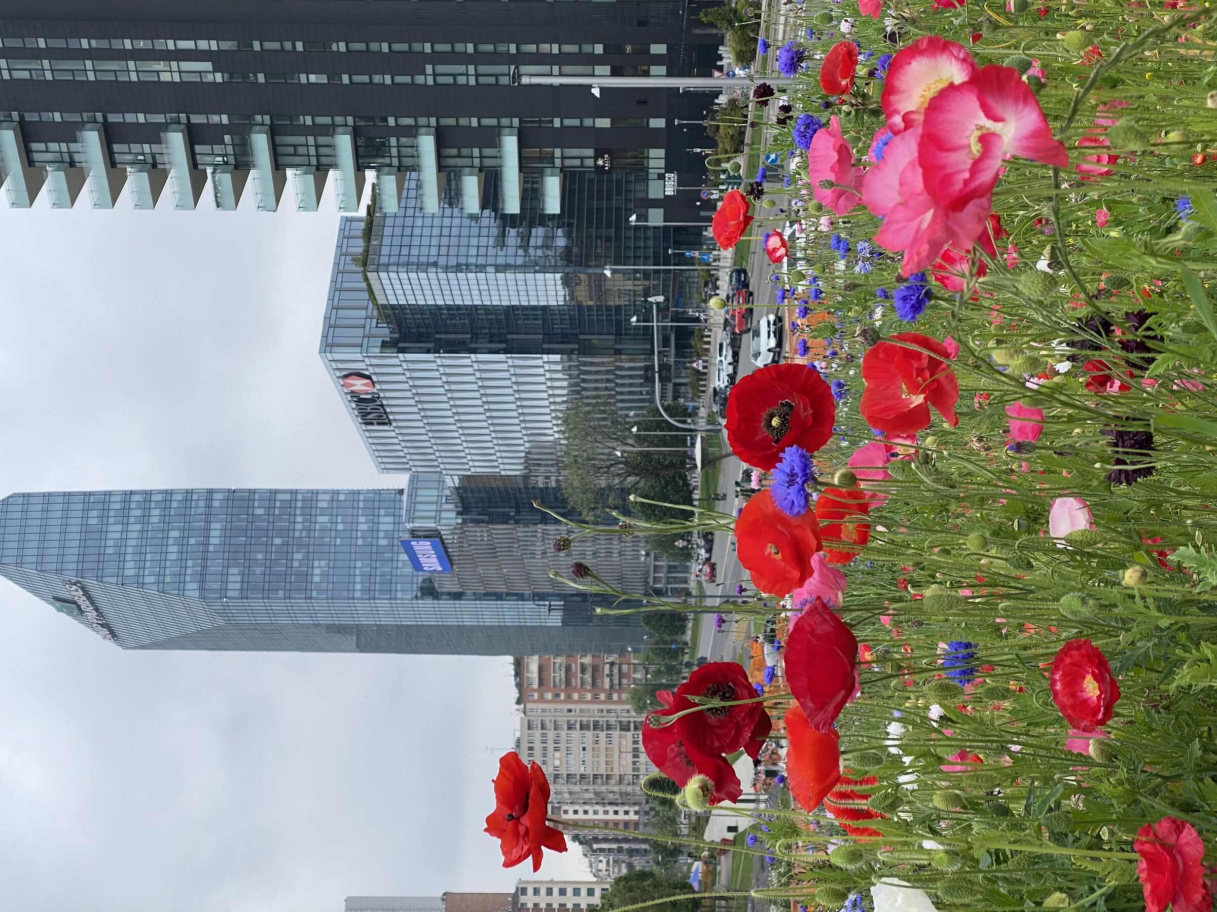 Poppies and palaces.