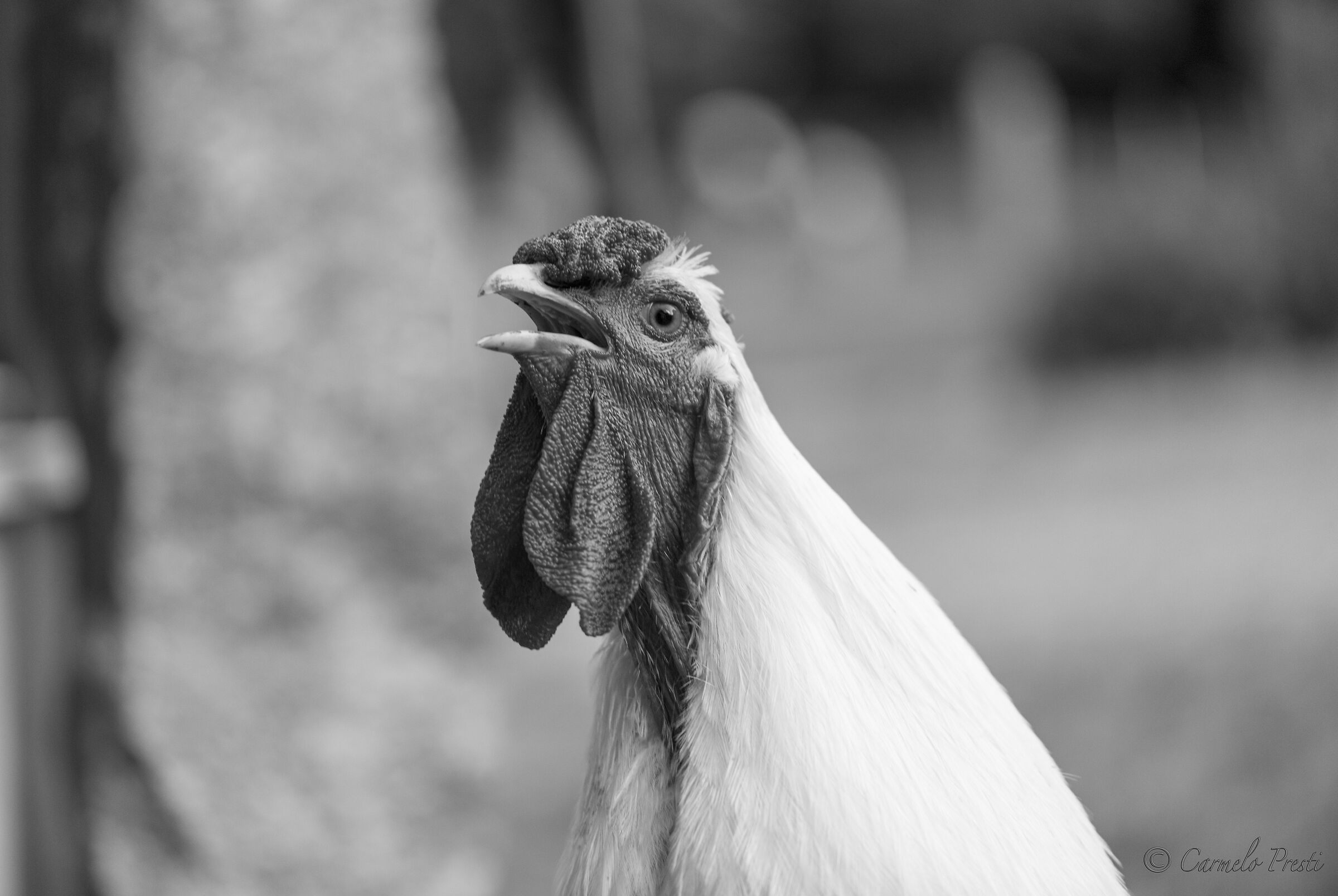 Chanteclair il Gallo