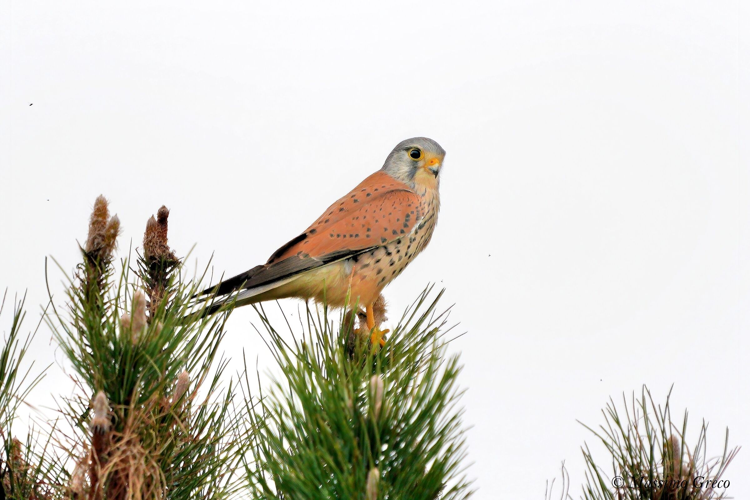 Gstreg (Falco tinnunculus)