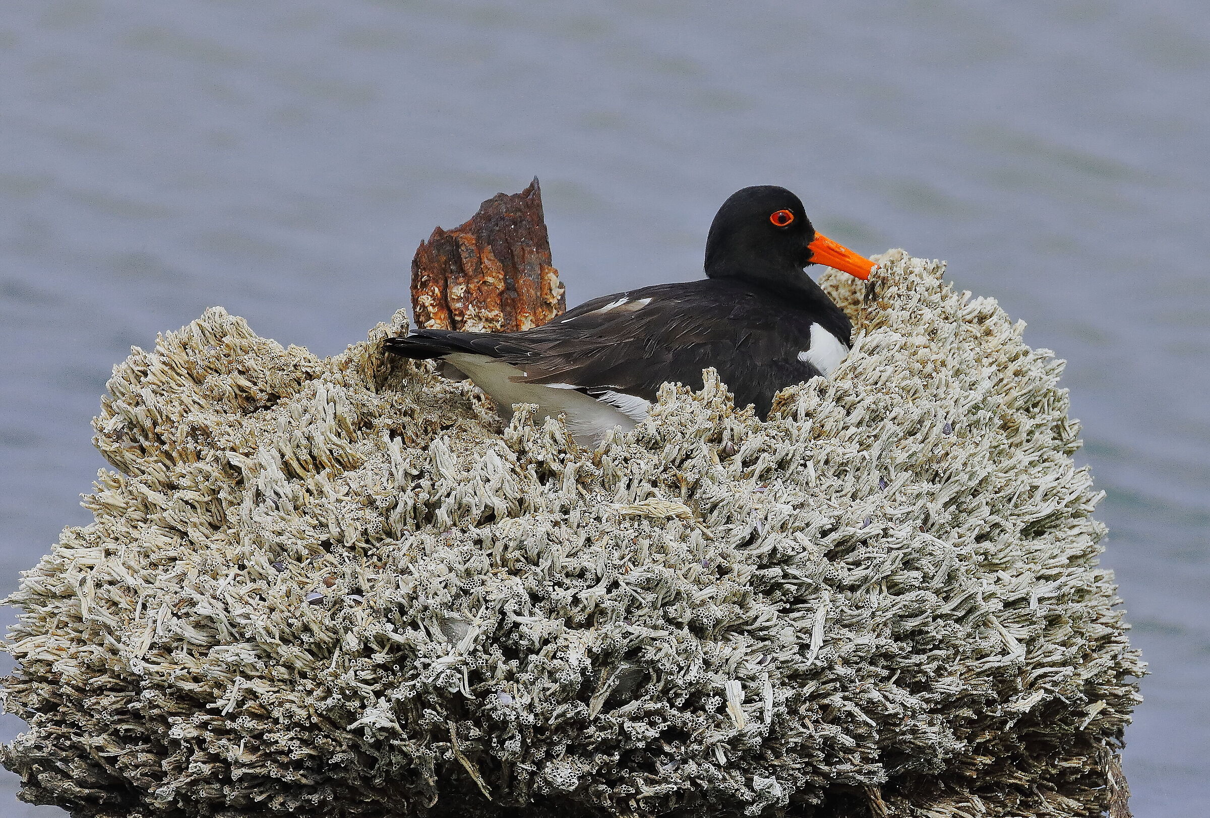 Beccaccia di mare in nido.