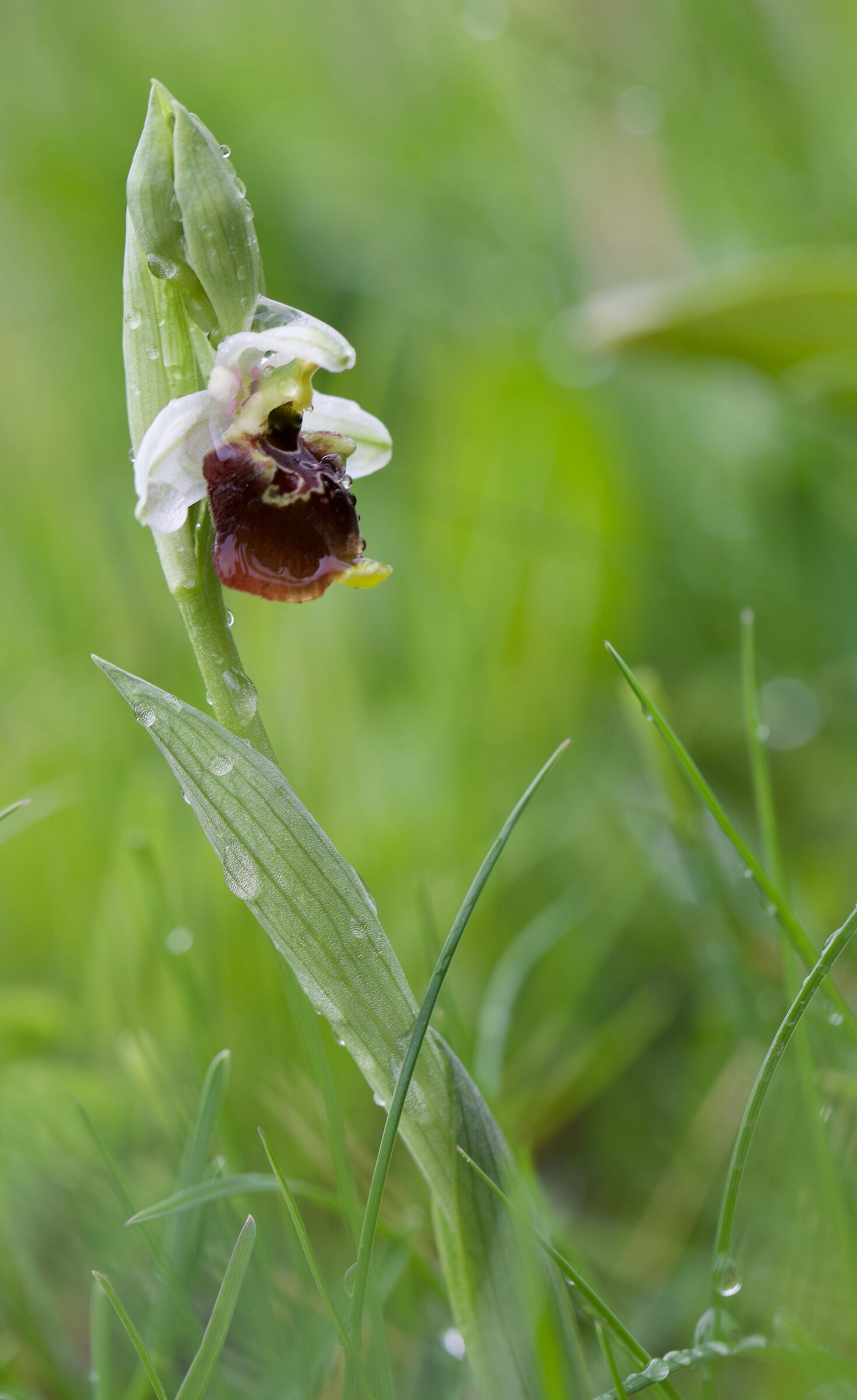 Ophrys dinarica 1 maggio 2021