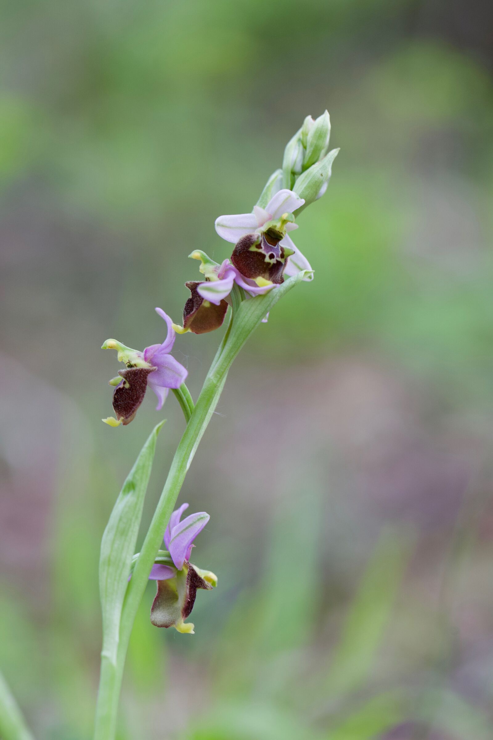 Ophrys dinarica aprile 2021