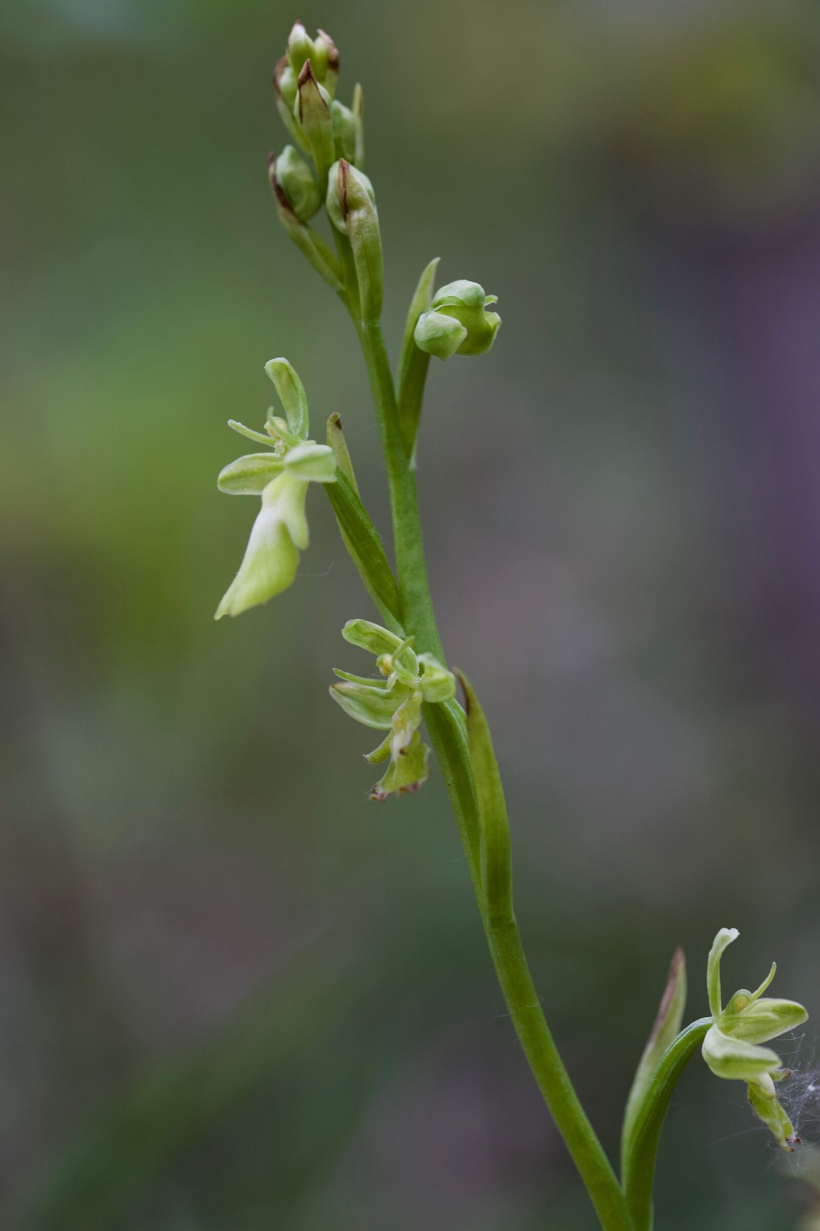 Ophrys insectifera aprile 2021 apocromatica