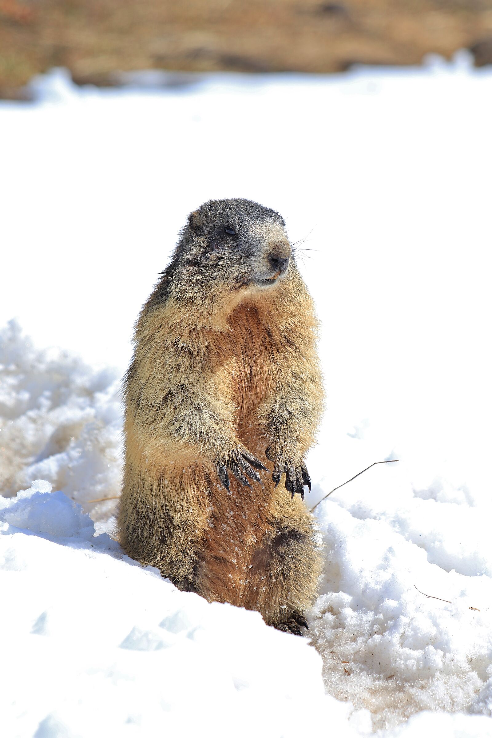 Marmota
