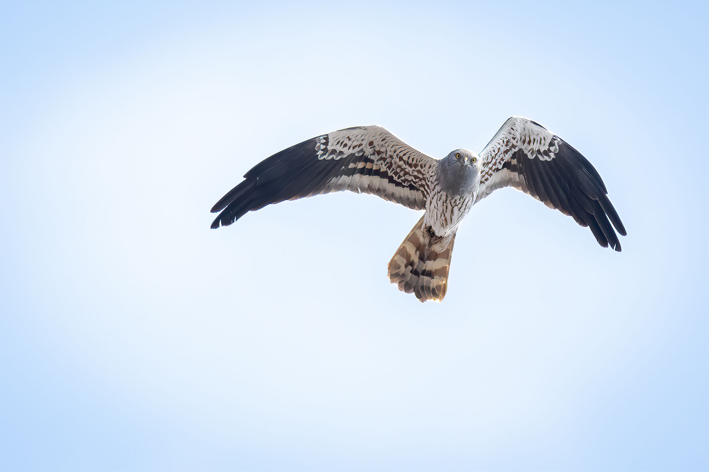 Albanella minore maschio