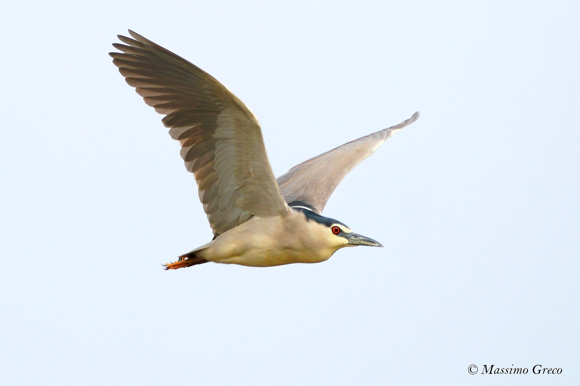 NITTICORA Nycticorax