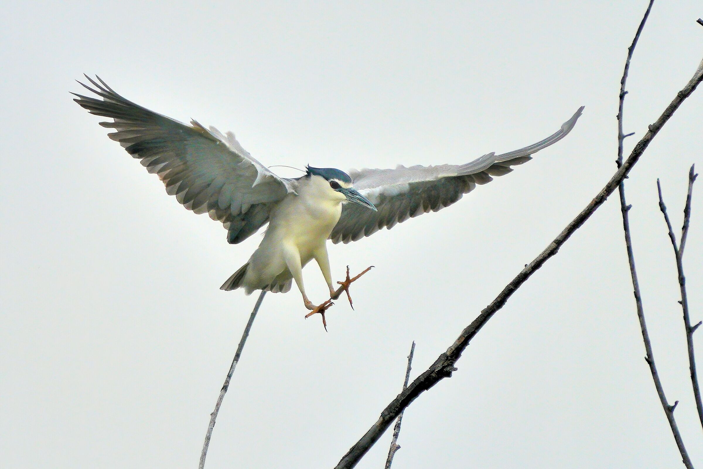 NITTICORA Nycticorax