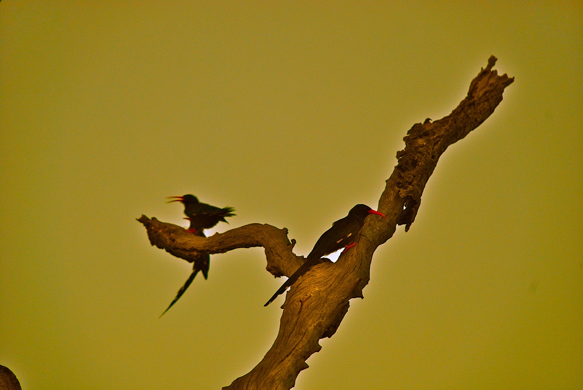 Green Wood-hopopoe / Phoeniculus purpureus.