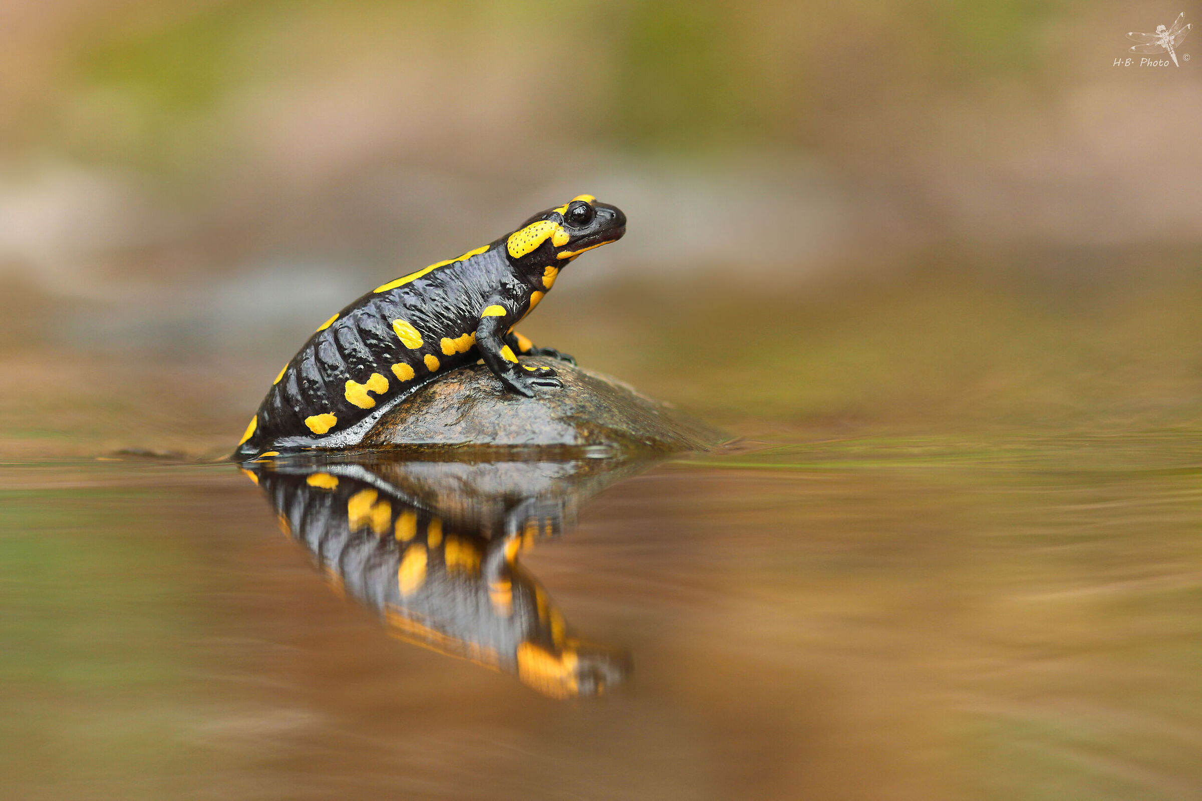 Salamadra salamandra