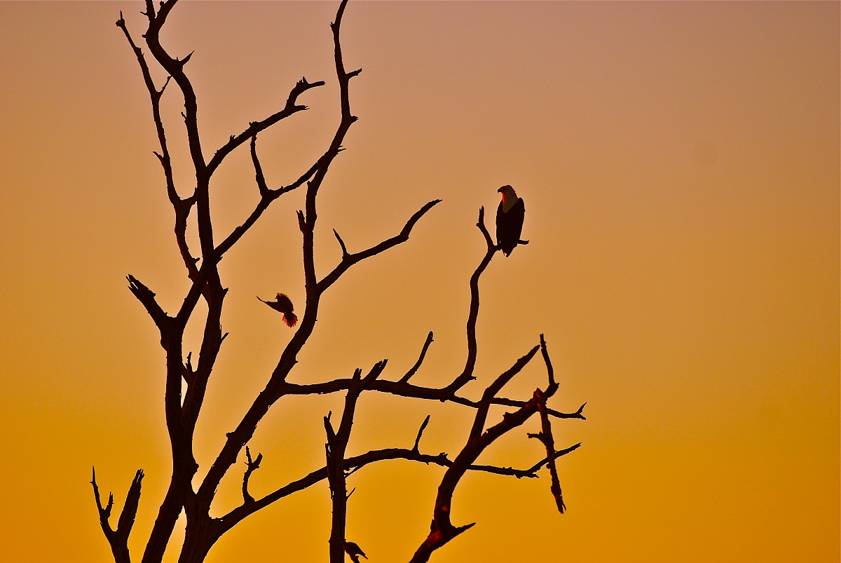 Aquila pescatrice  Africana al tramonto.