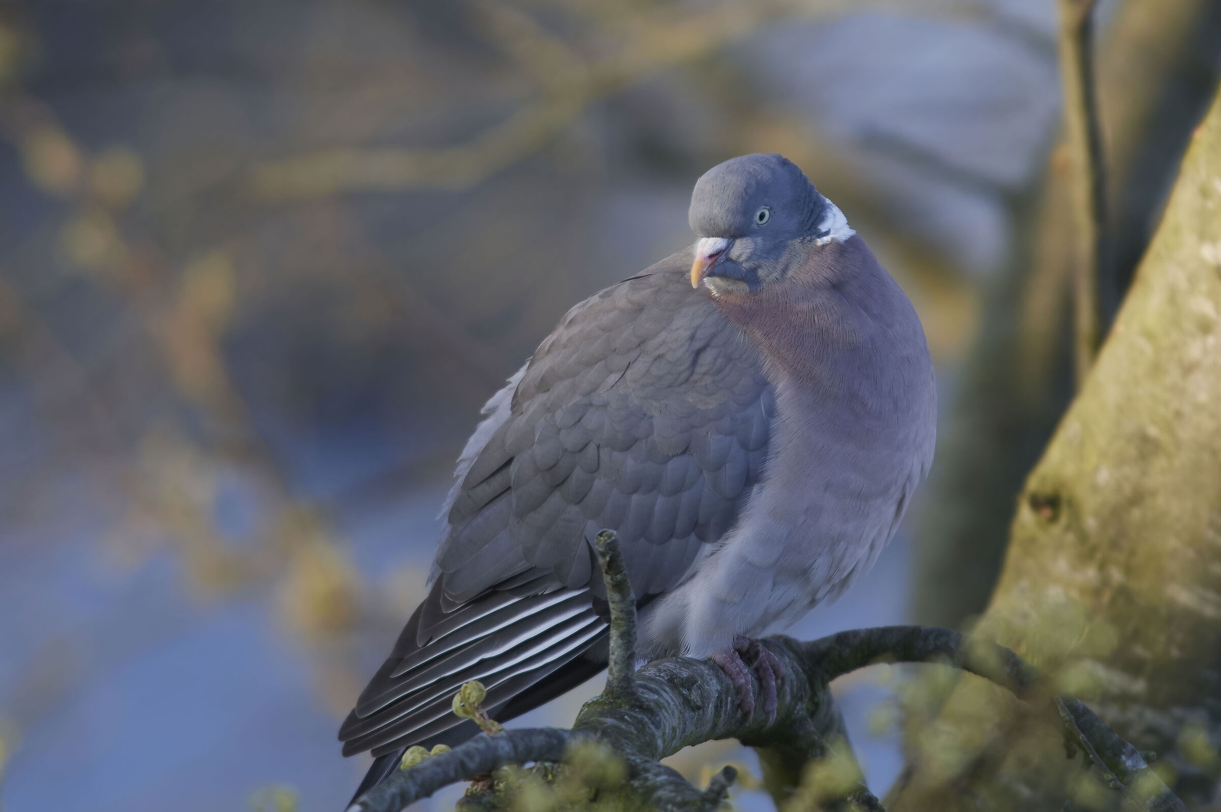 Wood Pidgeon
