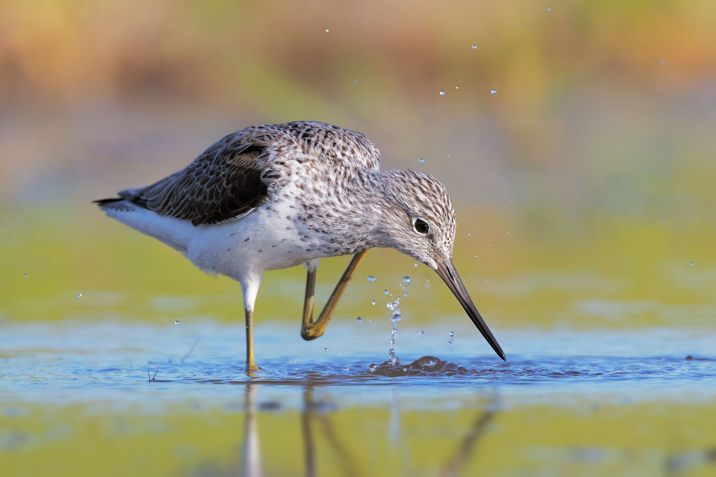 greenshank