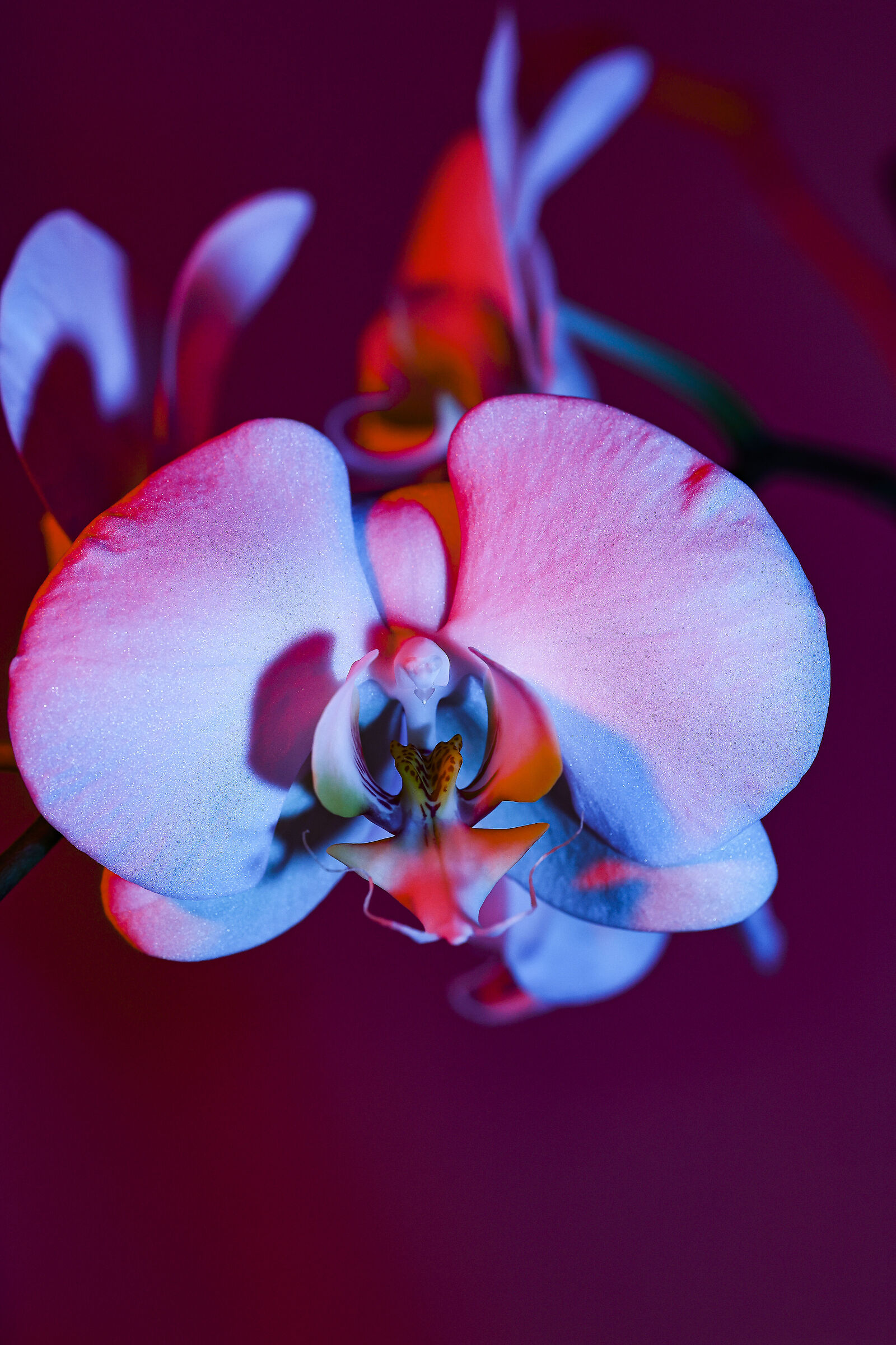 Beauty in complexity