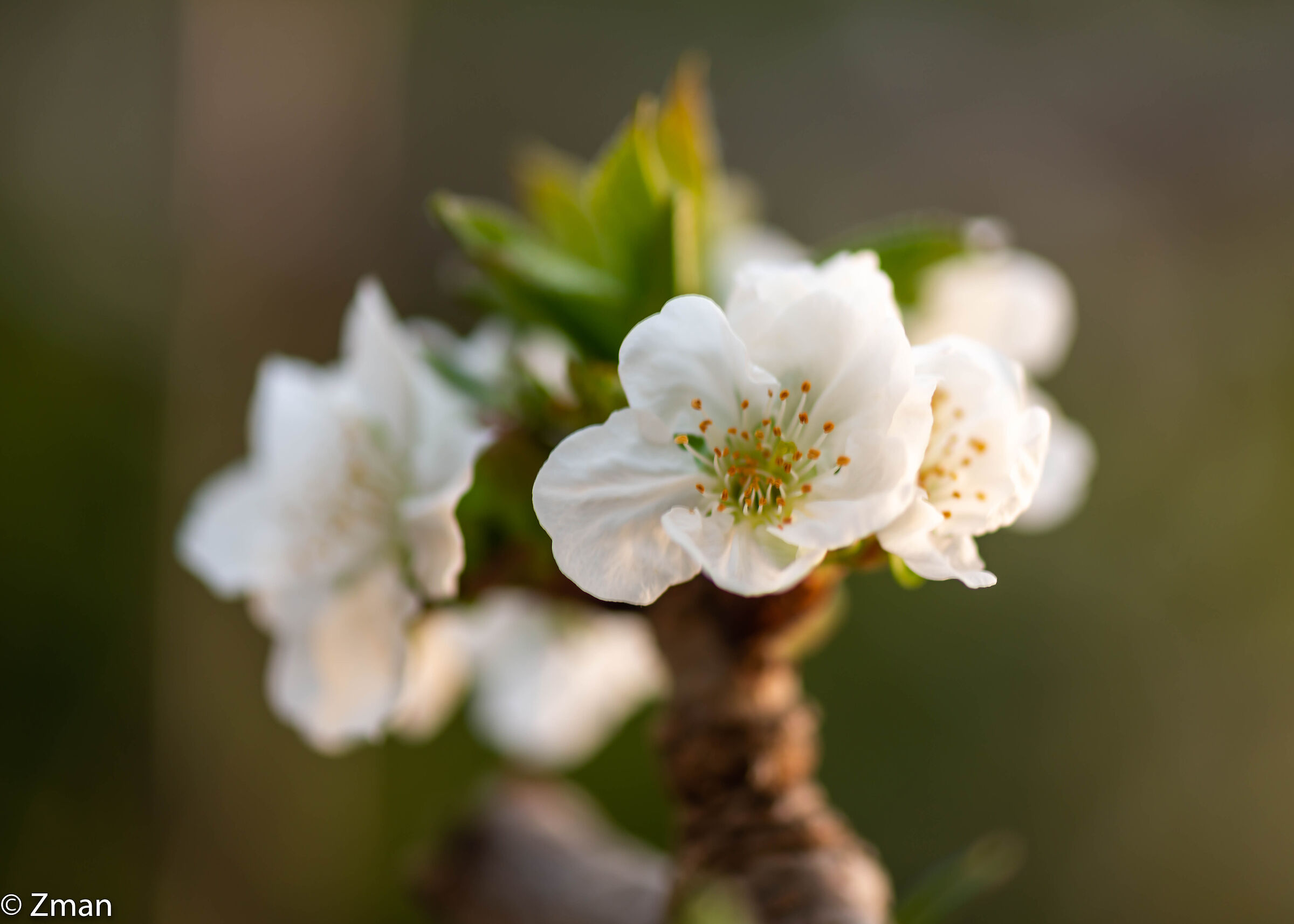 Cherries Bloom