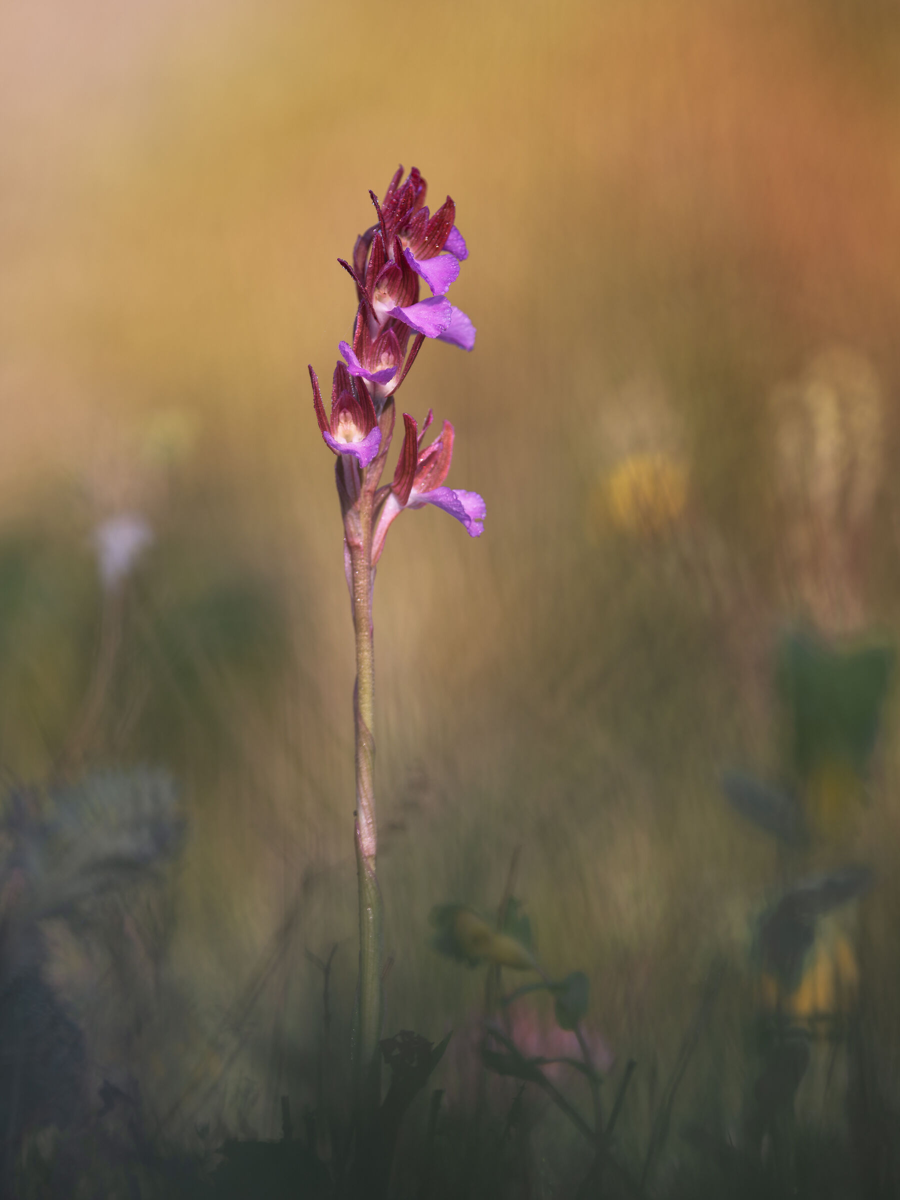 Anacamptis papilionacea