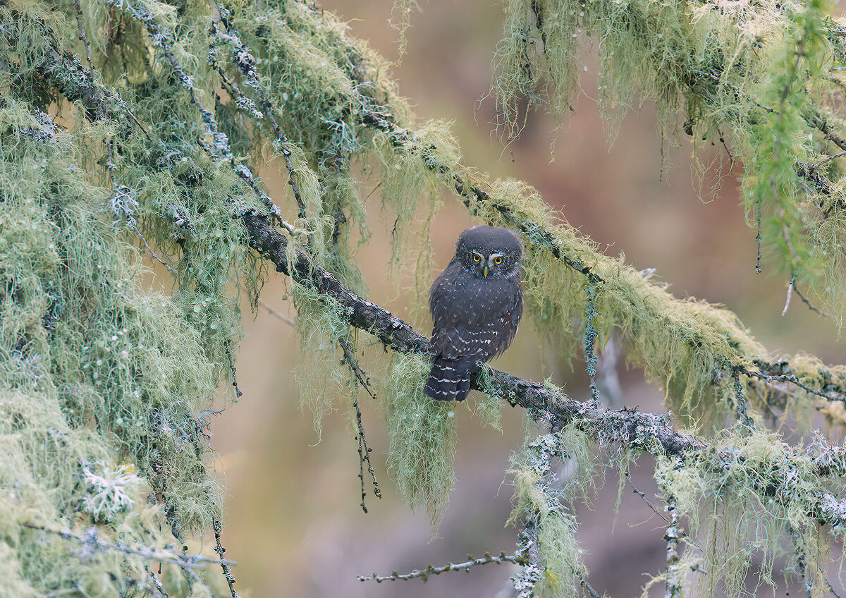 Dwarf Owl3