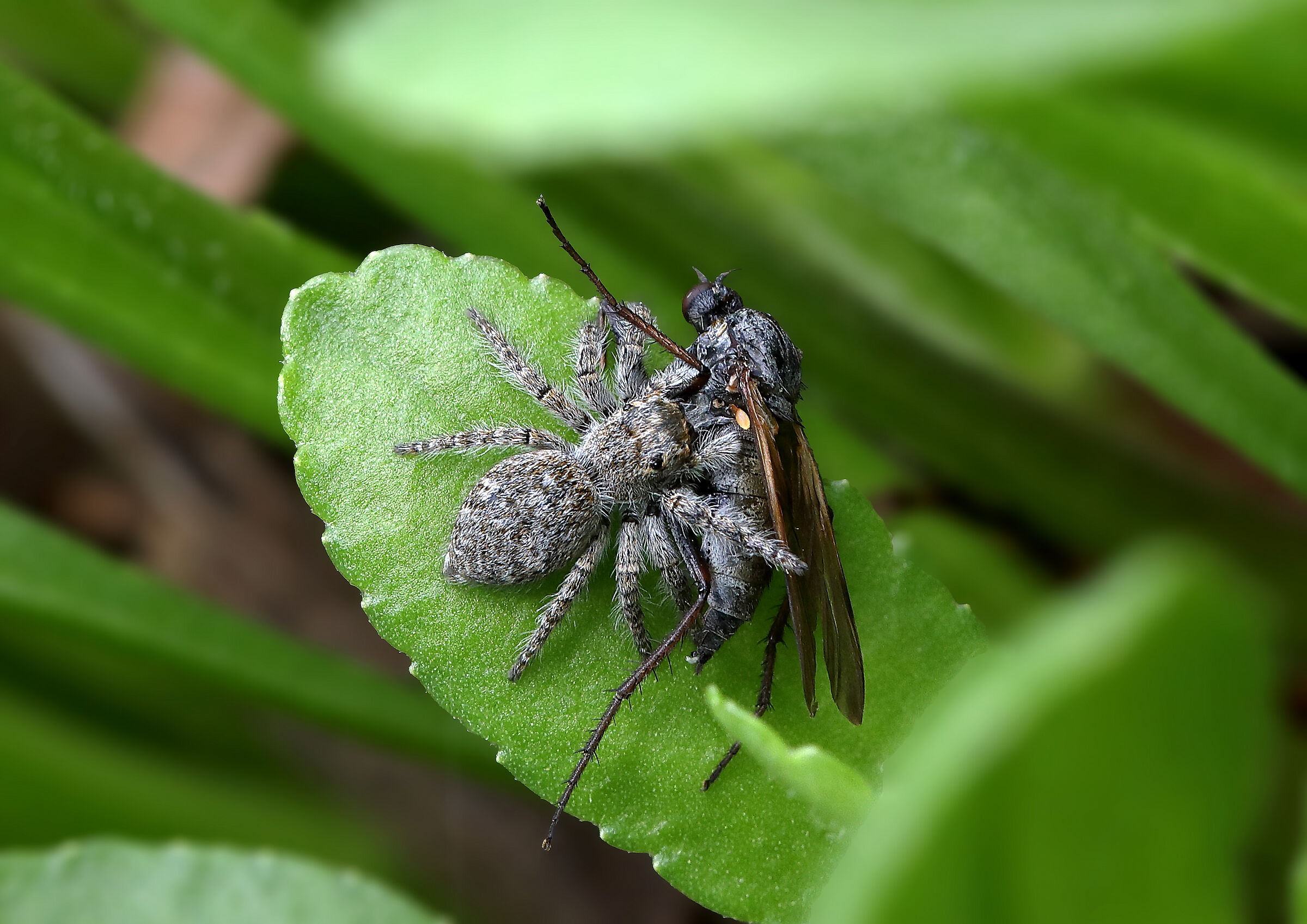 Salticidae vs Empididae