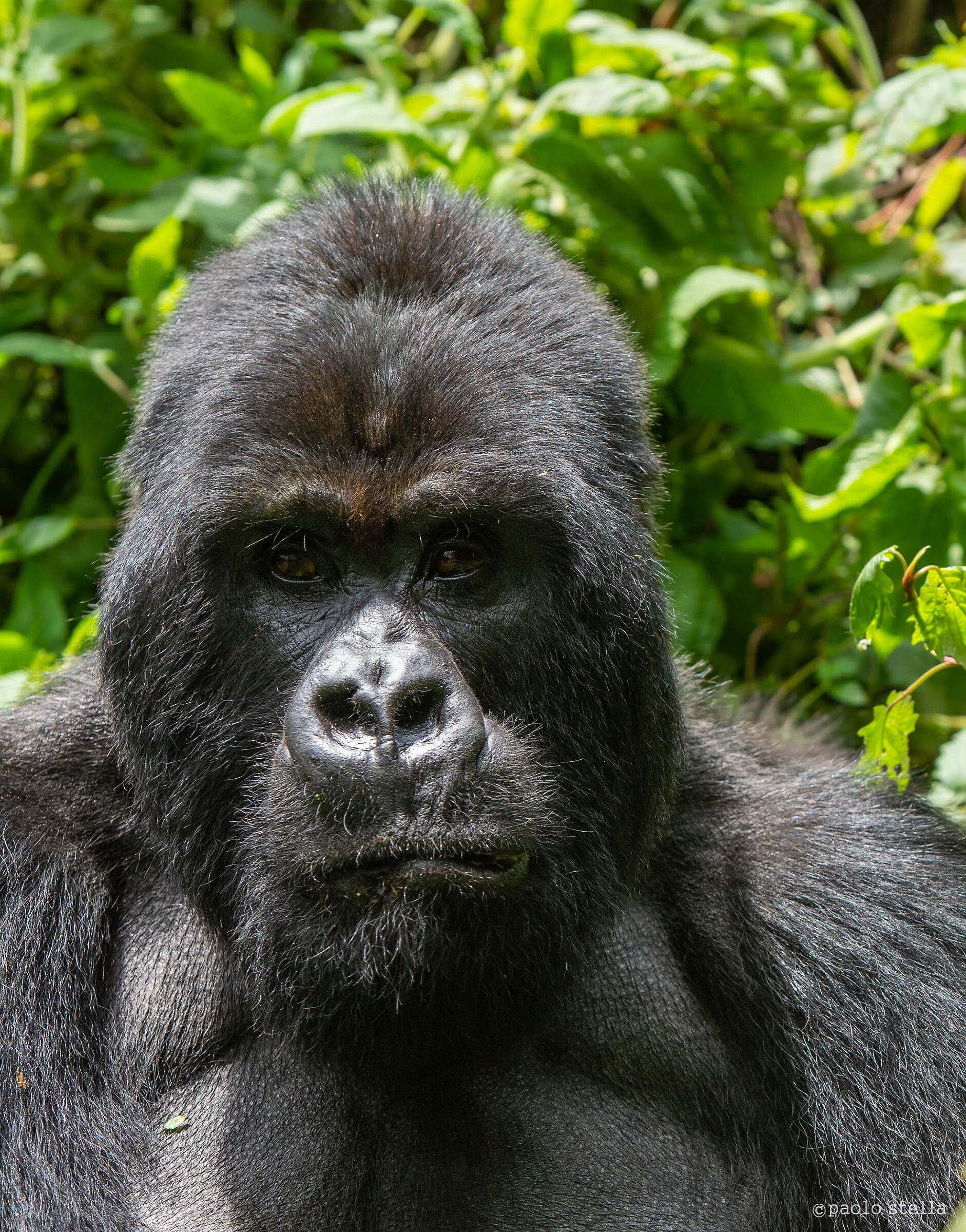 Guhonda, the silverback