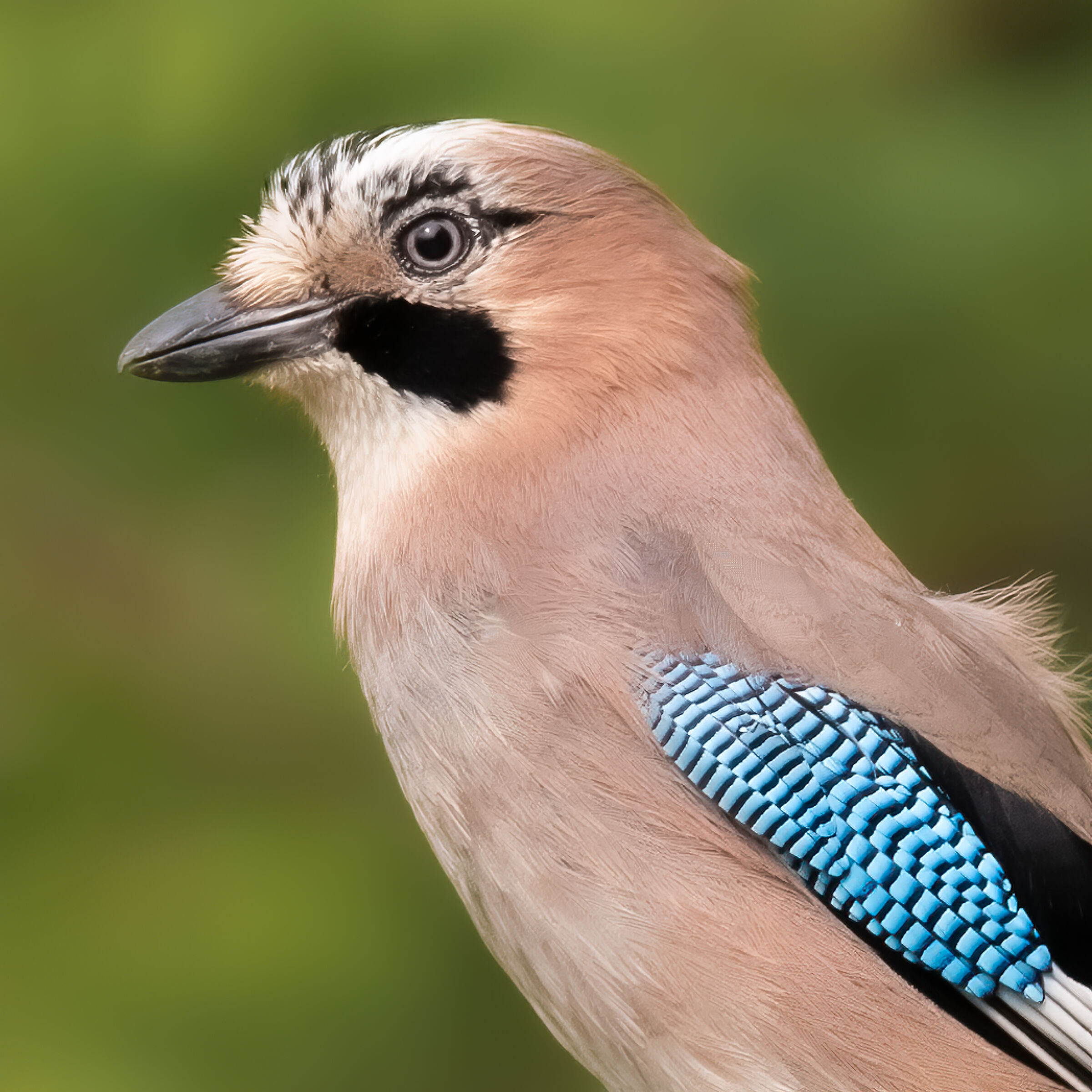 Portrait of the Jay
