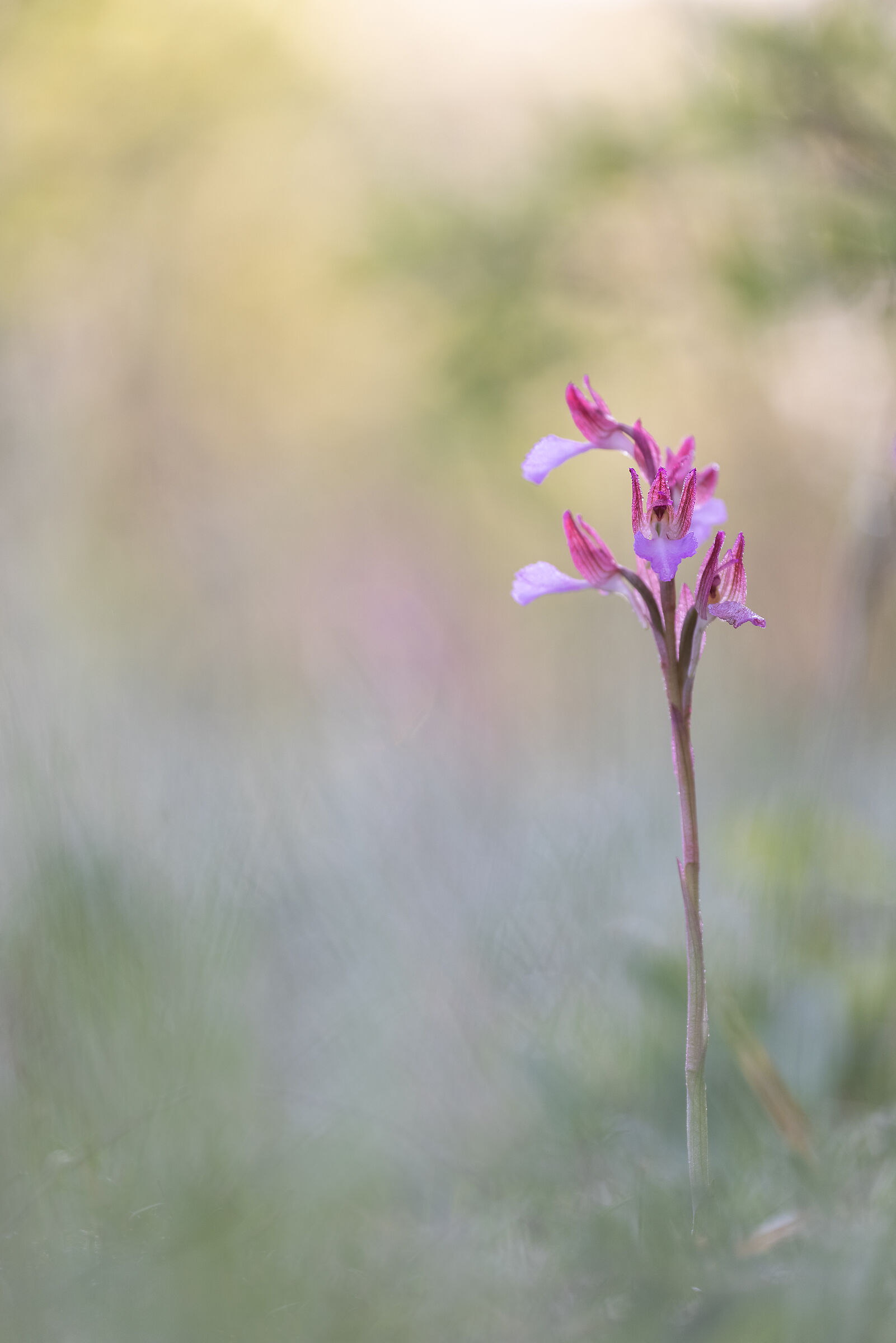 Anacamptis papilionacea