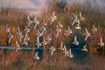Calidris alpina