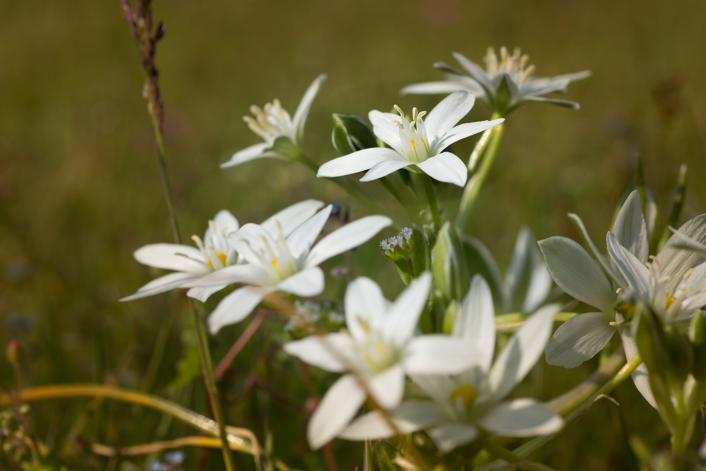 Flower along the Po River