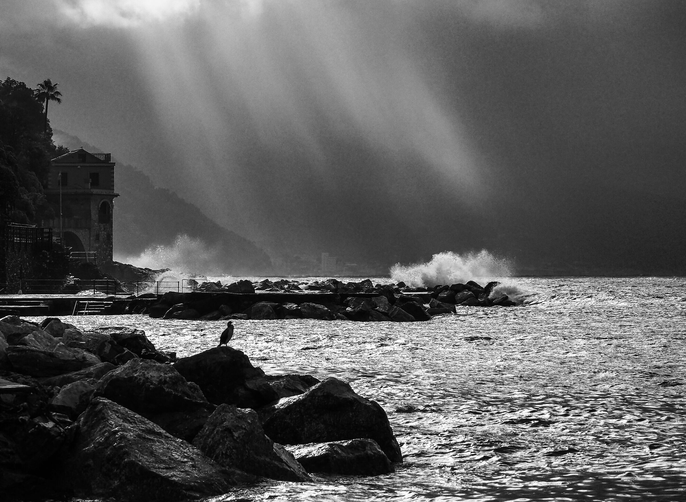 Solitude (the cormorant, the sun's rays and the waves)